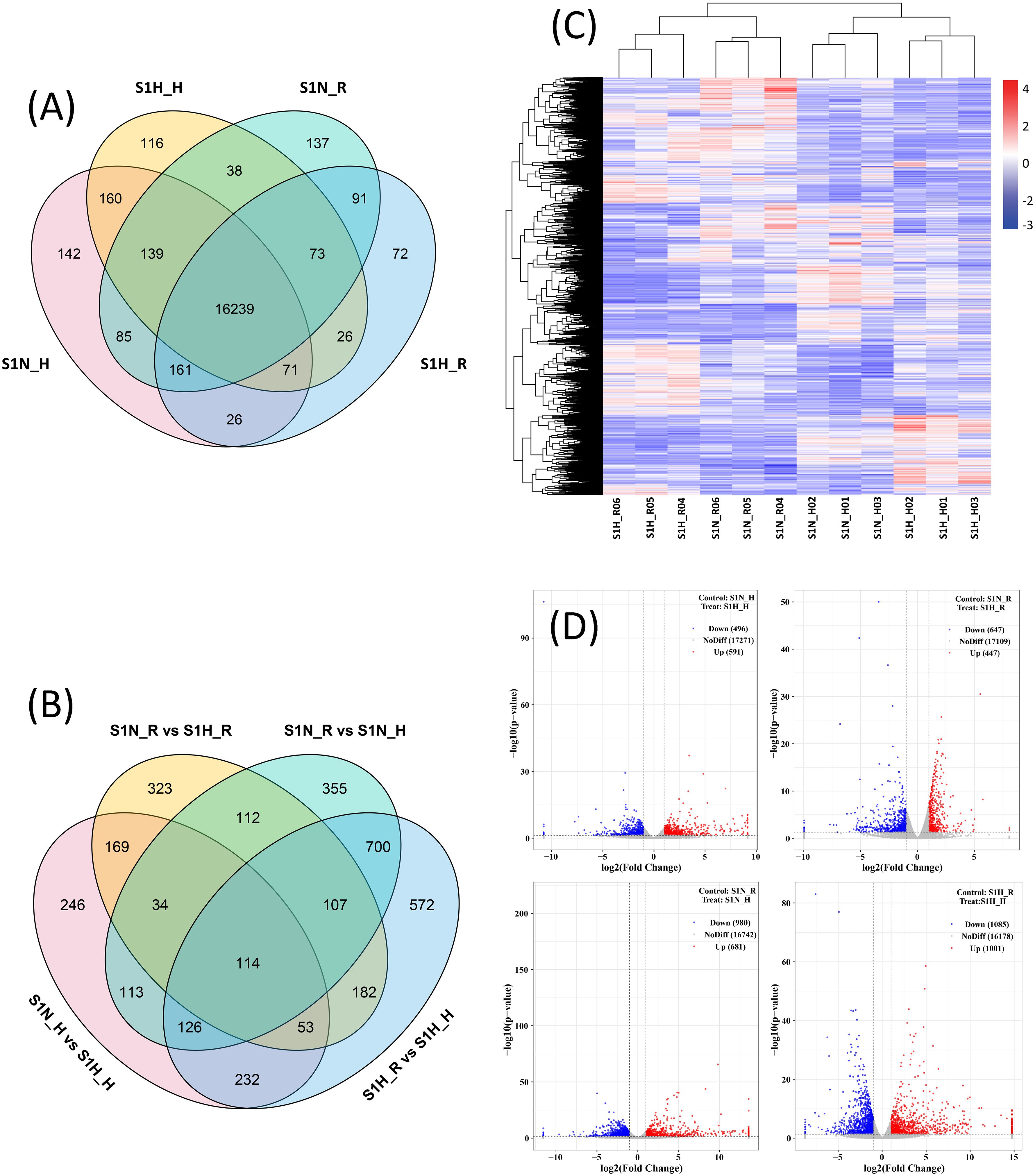 Four panels depicting gene expression data. (A) Venn diagram showing overlap among S1N_H, S1H_N, S1H_R, and S1N_R categories with a central intersection of 16,239 genes. (B) Another Venn diagram comparing conditions like S1H_R vs S1H_H and others, with intersections noted. (C) Heatmap displaying gene expression patterns with a color scale from red to blue, indicating different expression levels across samples. (D) Four volcano plots illustrating differential gene expression with log2 fold change on the x-axis and negative log10 p-value on the y-axis, showing data points marked as up or downregulated.