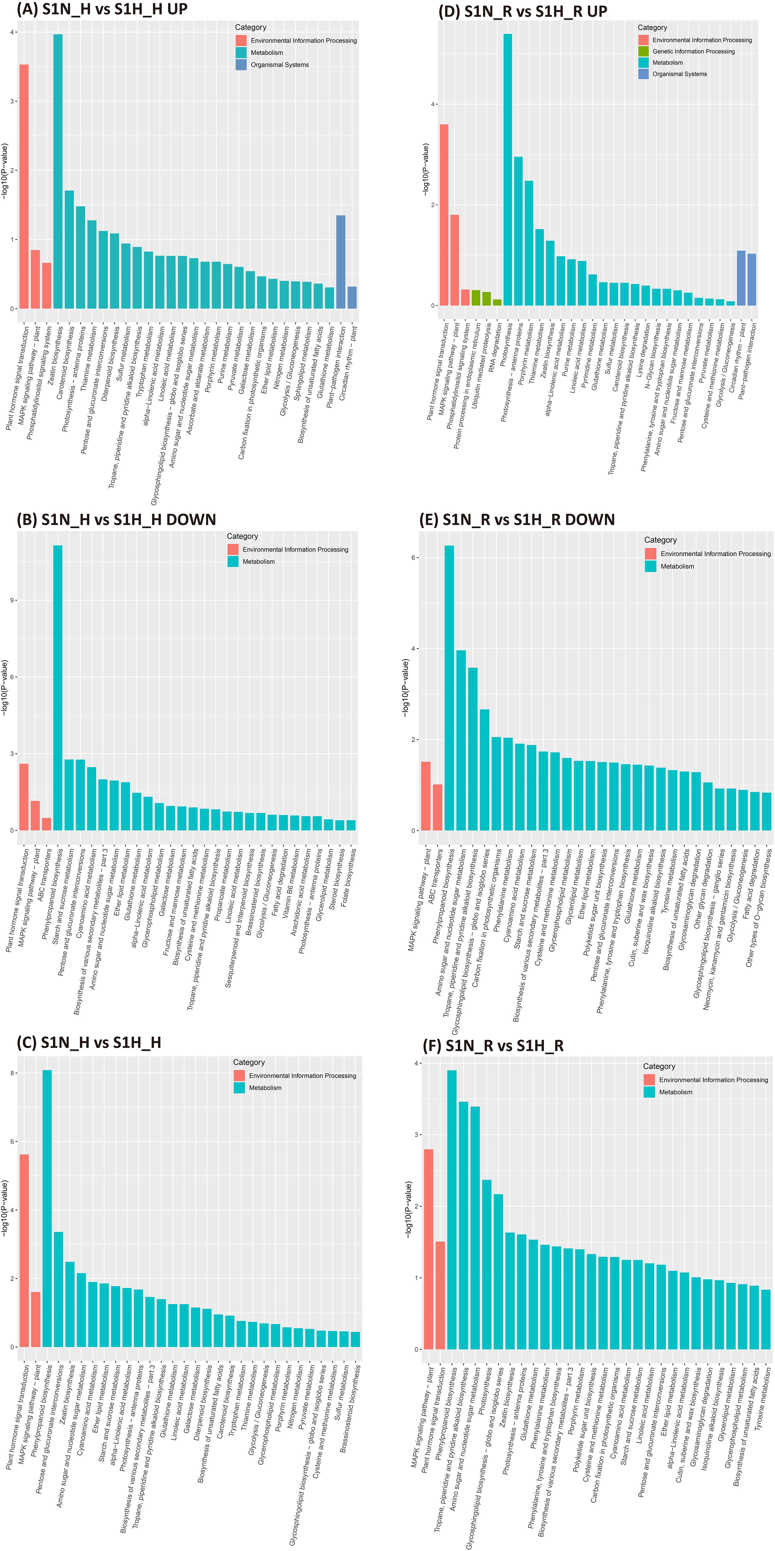 Six bar graphs compare gene expression data across different experimental conditions labeled as S1N and S1H, with up and down-regulation (A-F). Categories are color-coded: environmental information processing, genetic information processing, metabolism, and organismal systems. The Y-axis shows the negative logarithm of the p-value, indicating statistical significance. The X-axis displays various pathways.