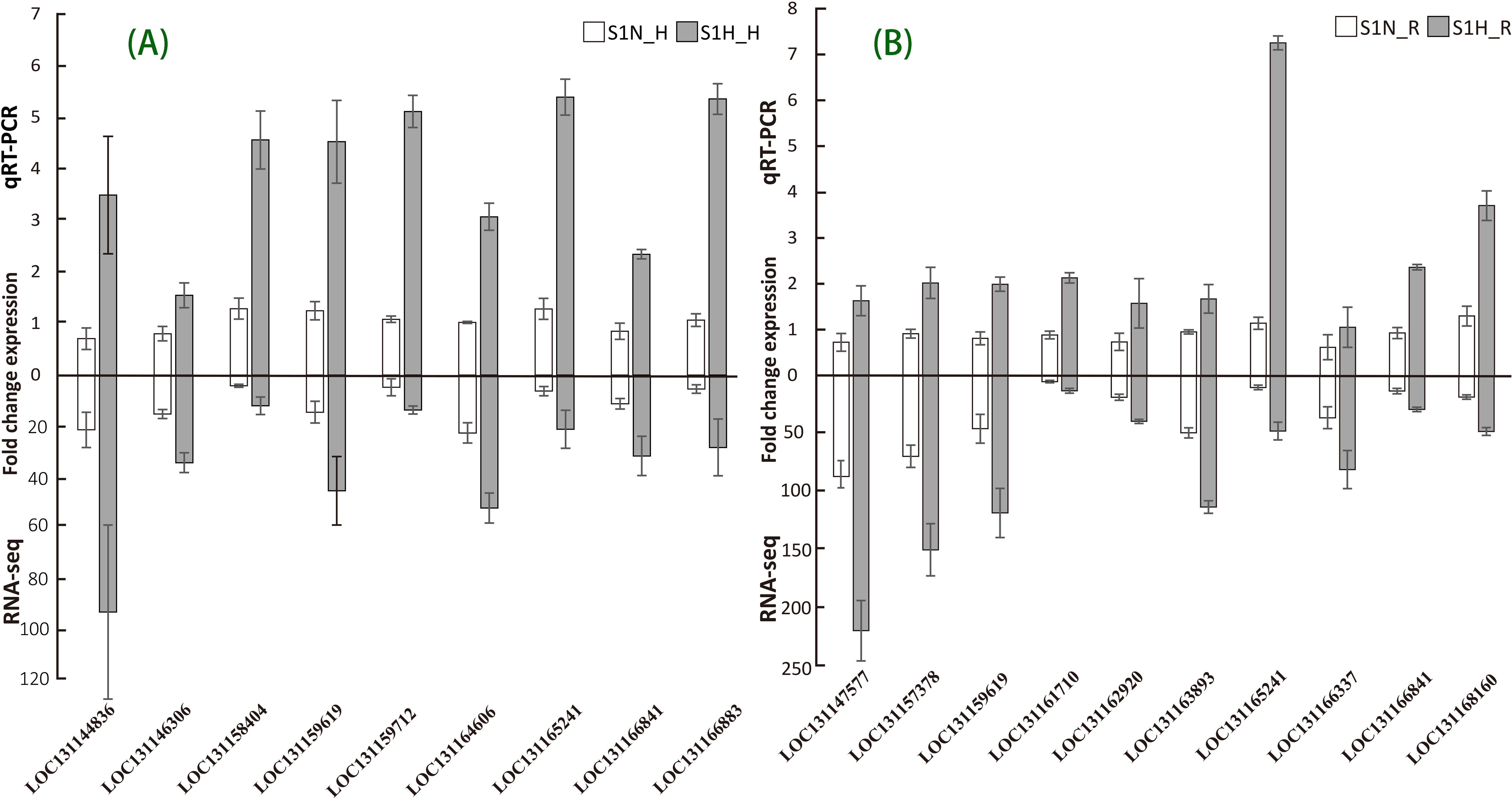 Bar graph comparing fold change expression in multiple genes for qRT-PCR and RNA-seq analyses. The graph is divided into two sections. On the left, grey and white bars represent S1N_H and S1H_H conditions, and on the right, S1N_R and S1H_R conditions. Each group shows varying expression levels with error bars, highlighting differences across the genes labeled on the x-axis.