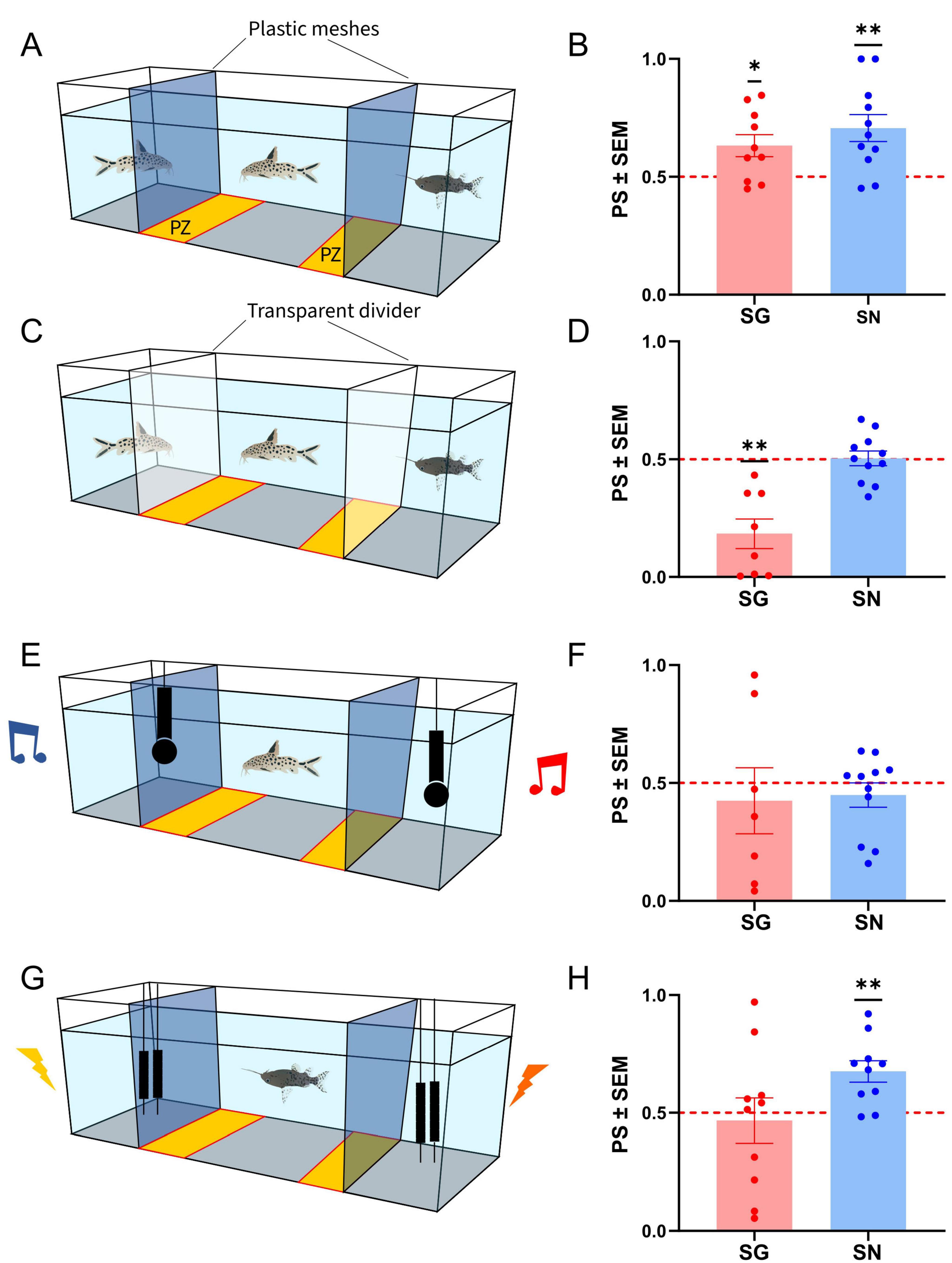 Four diagrams of fish tanks with corresponding bar graphs are shown. Diagram A displays a tank divided by plastic meshes, featuring fish on both sides, and highlights preference zone areas (PZ). Graph B shows higher preference scores (PS) for sudden novelty (SN) than gradual change (SG). Diagram C uses a transparent divider, with graph D showing a significant PS difference favoring SN. Diagram E includes sound symbols, while diagram G shows shock symbols. Graph F indicates equal PS, while graph H displays higher PS for SN. Each graph represents mean PS with standard error of the mean (SEM).