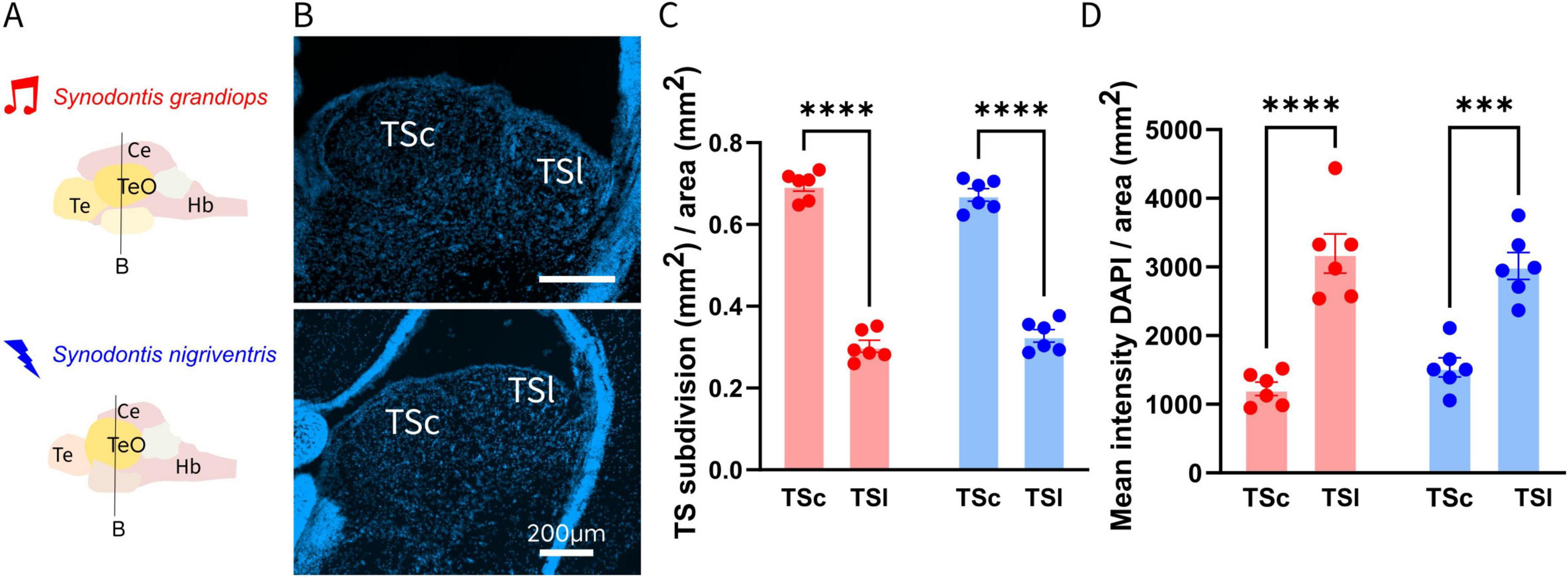 Diagram depicting four panels related to Synodontis species. Panel A shows anatomical diagrams of two species, Synodontis grandiops and Synodontis nigriventris, with labeled brain regions. Panel B presents fluorescent micrographs highlighting TSc and TSl brain subdivisions. Panel C is a bar graph comparing TS subdivision area in square millimeters, with red bars for S. grandiops and blue for S. nigriventris, both showing significant differences. Panel D shows another bar graph comparing mean DAPI intensity per area, again showing significant differences between species. Statistical significance is indicated with asterisks.