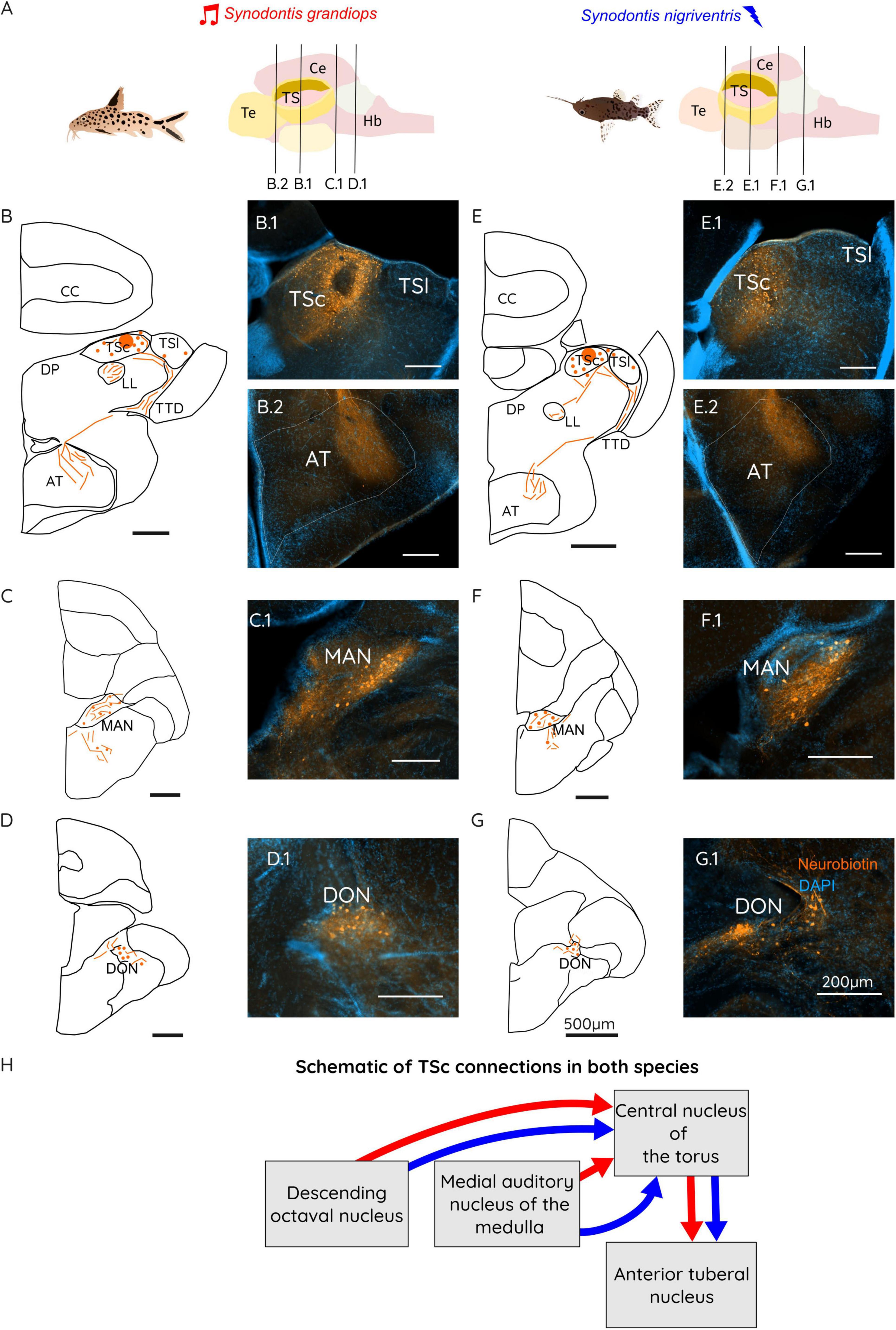 Comparative study of the fish species Synodontis grandiops and Synodontis nigriventris. Panels A to G feature diagrams and fluorescent images showing the neural connections in the brain, highlighting regions such as the TSc (Central nucleus of the torus), TSI, AT (Anterior tuberal nucleus), MAN (Medial auditory nucleus), and DON (Descending octaval nucleus). Panel H provides a schematic of the TSc connections for both species, illustrating how these areas interconnect with arrows. The images include fluorescent staining with neurobiotin and DAPI. Scale bars indicate spatial calibration.