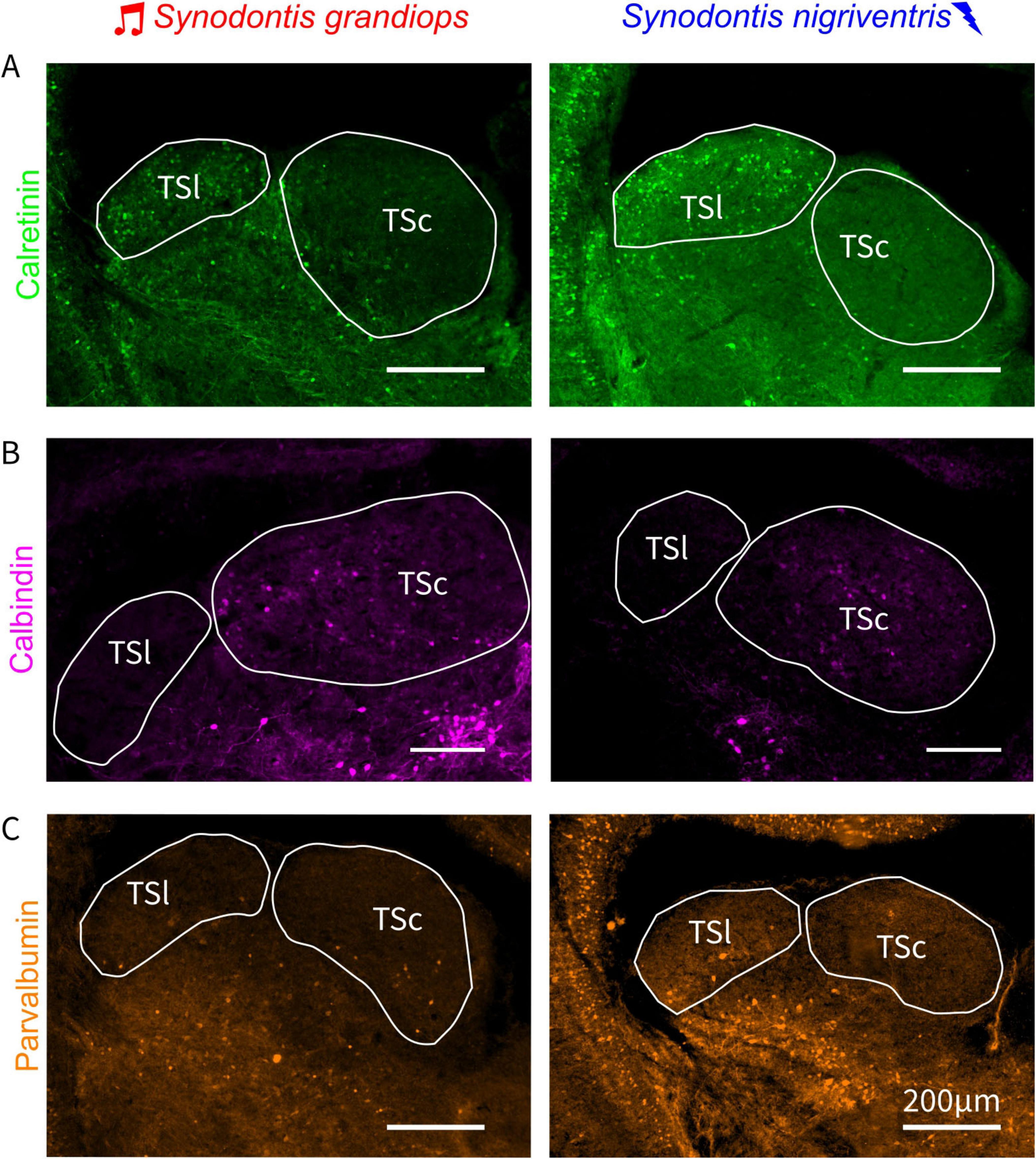 Fluorescent microscopy images compare brain regions of two fish species, Synodontis grandiosus and Synodontis nigriventris. Panels A, B, and C show TSI and TSc areas labeled with different proteins: Calretinin (green), Calbindin (magenta), and Parvalbumin (orange), respectively. Each panel has separate images for each species, identified by text and symbols, with scale bars included.