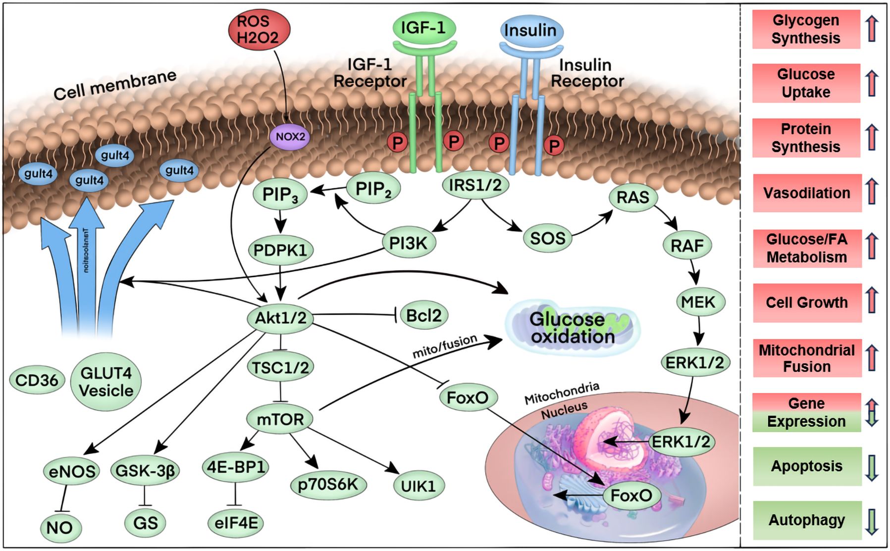 Diagram illustrating insulin and IGF-1 signaling pathways impacting various cellular processes. Insulin and IGF-1 bind to receptors on the cell membrane, activating cascades involving PIP3, PI3K, Akt1/2, and related proteins. These pathways influence processes like glycogen synthesis, glucose uptake, protein synthesis, vasodilation, metabolism, cell growth, mitochondrial function, gene expression, apoptosis, and autophagy, shown on the right with arrows indicating increase or decrease.