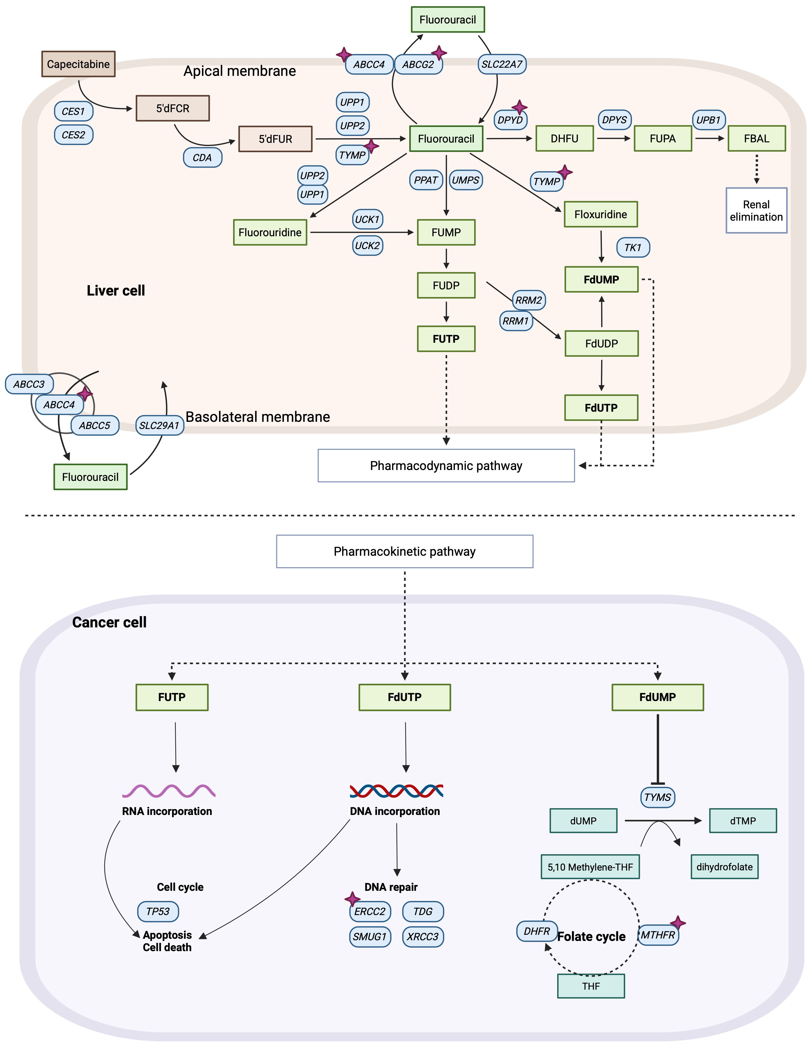 Diagram illustrating pharmacokinetic and pharmacodynamic pathways of Fluorouracil in liver and cancer cells. It shows the conversion of Capecitabine to metabolites, drug transport across membranes, and the effect on RNA, DNA, and cell cycle. Includes enzymes, transporters, and folate cycle interactions.