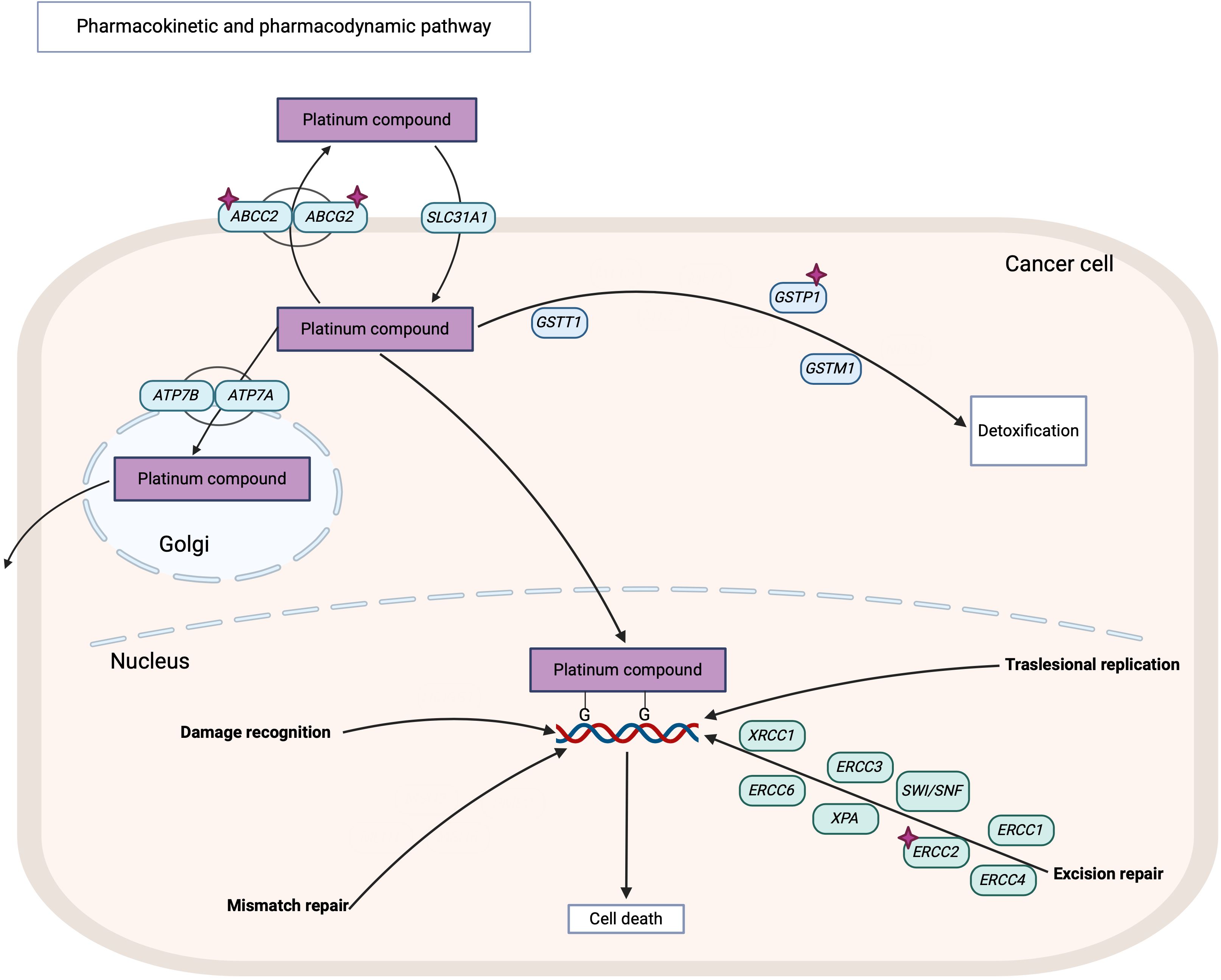 Diagram illustrating the pharmacokinetic and pharmacodynamic pathway of a platinum compound in a cancer cell. The compound enters through transporters like SLC31A1, and can be processed for detoxification by GSTT1, GSTP1, and GSTM1. It is also transported to the Golgi via ATP7A and ATP7B. Inside the nucleus, the compound interacts with DNA, leading to damage recognition, mismatch repair, excision repair involving proteins like ERCC1 and XRCC1, and possible translesional replication. The process can result in cell death. Arrows indicate the flow and interactions within the cell.