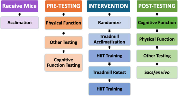 Flowchart detailing a study process for mice. The stages are Receive Mice (Acclimation), Pre-Testing (Physical Function, Other Testing, Cognitive Function Testing), Intervention (Randomize, Treadmill Acclimatization, High-Intensity Interval Training (HIIT) Training, Treadmill Retest, HIIT Training), and Post-Testing (Cognitive Function, Physical Function, Other Testing, Sacs/ex vivo).
