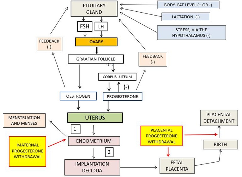 Flowchart illustrating the hormonal regulation of the menstrual cycle and pregnancy. It begins with the pituitary gland producing FSH and LH, influencing the ovary, Graffian follicle, corpus luteum, and hormonal release of oestrogen and progesterone. Feedback loops are indicated. Progesterone impacts the uterus and its endometrium, leading to either menstruation or implantation. Placental progesterone withdrawal is linked to placental detachment and birth. Body fat, lactation, and stress are external factors affecting the cycle.