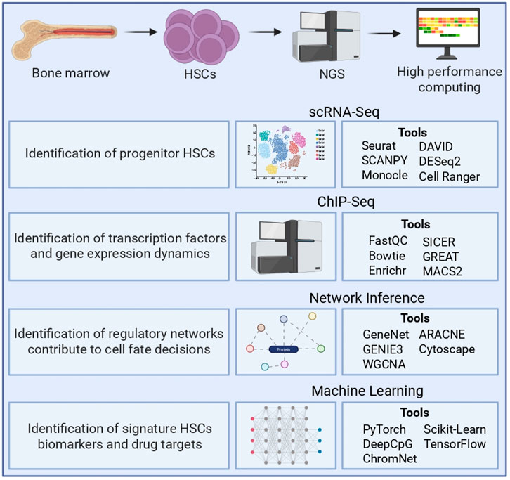 Illustration of a workflow for analyzing hematopoietic stem cells (HSCs) isolated from bone marrow followed by next-generation sequencing (NGS) and high-performance computing. The approaches include scRNA-Seq, ChIP-Seq, network inference, and machine learning for identifying progenitor HSCs, transcription factors, regulatory networks, biomarkers, and drug targets. Relevant tools listed include Seurat, SCANPY, Monocle, DAVID, DESeq2, Cell Ranger, FastQC, Bowtie, Enrichr, Sicer, Great, MACS2, GeneNet, GENIE3, WGCNA, ARACNE, Cytoscape, PyTorch, DeepCpG, ChromNet, Scikit-Learn, and TensorFlow.