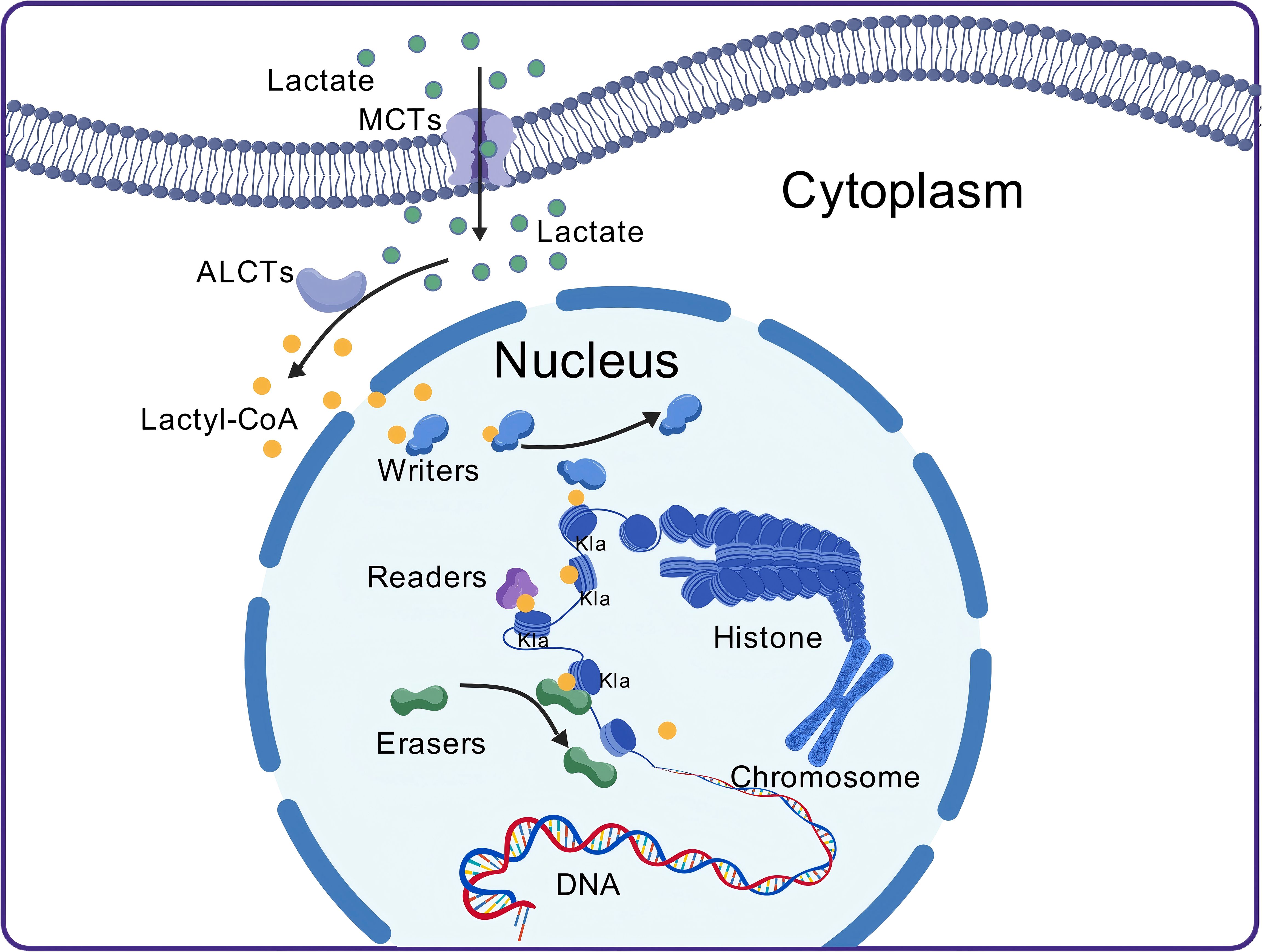 Illustration depicting lactate transport and modification within a cell. Lactate enters the cytoplasm via MCTs, is converted to lactyl-CoA by ALCTs, and moves into the nucleus. Inside the nucleus, writers, readers, and erasers modify histones, affecting DNA and chromosomes.