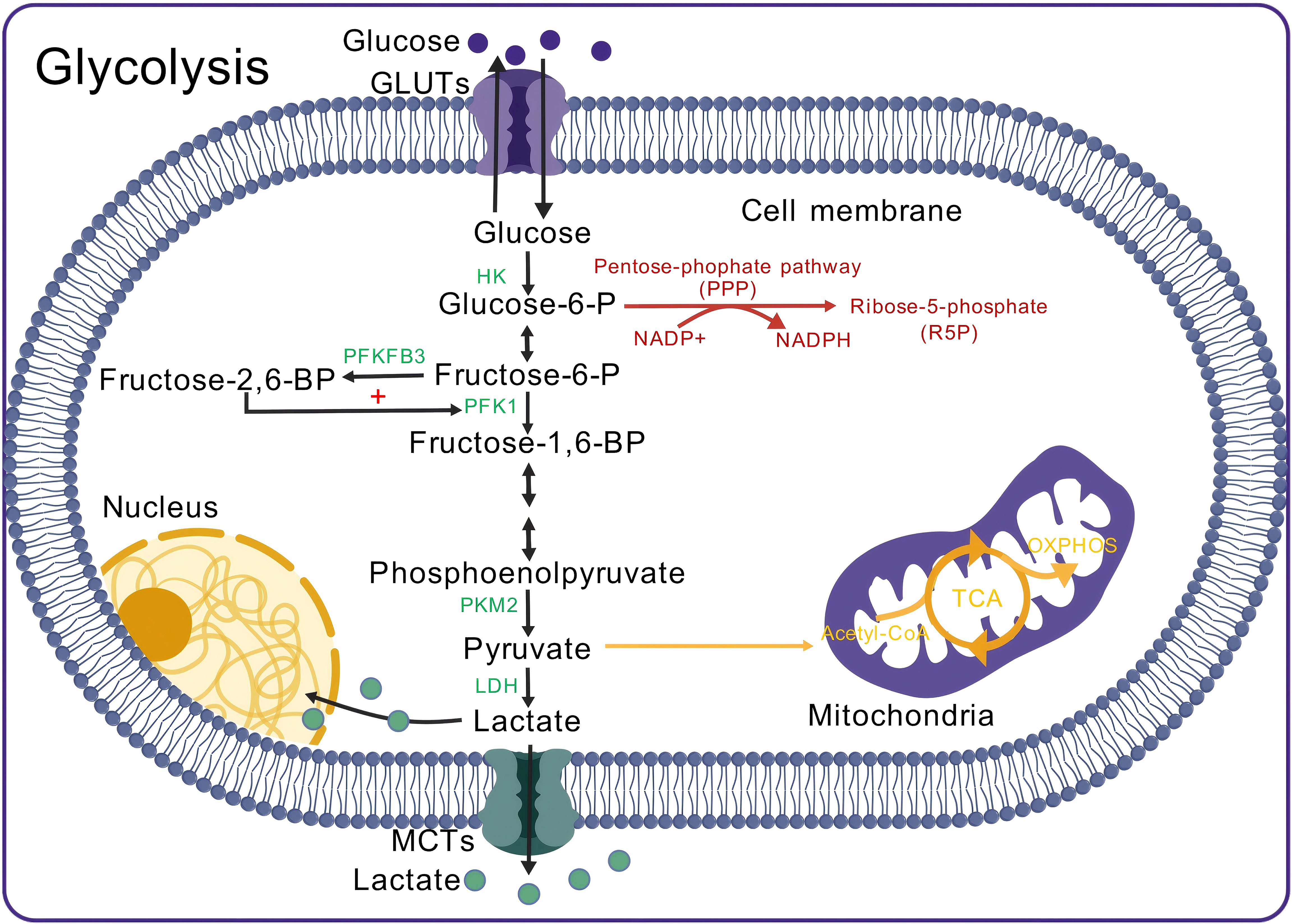 Diagram of glycolysis showing glucose entry through the cell membrane via GLUTs, converting to glucose-6-phosphate, and eventually to lactate. Key enzymes and pathways, such as HK, PFK1, PFKFB3, and PKM2, are indicated. The pentose phosphate pathway and the transition of pyruvate to the mitochondria for the TCA cycle and oxidative phosphorylation (OXPHOS) are depicted.