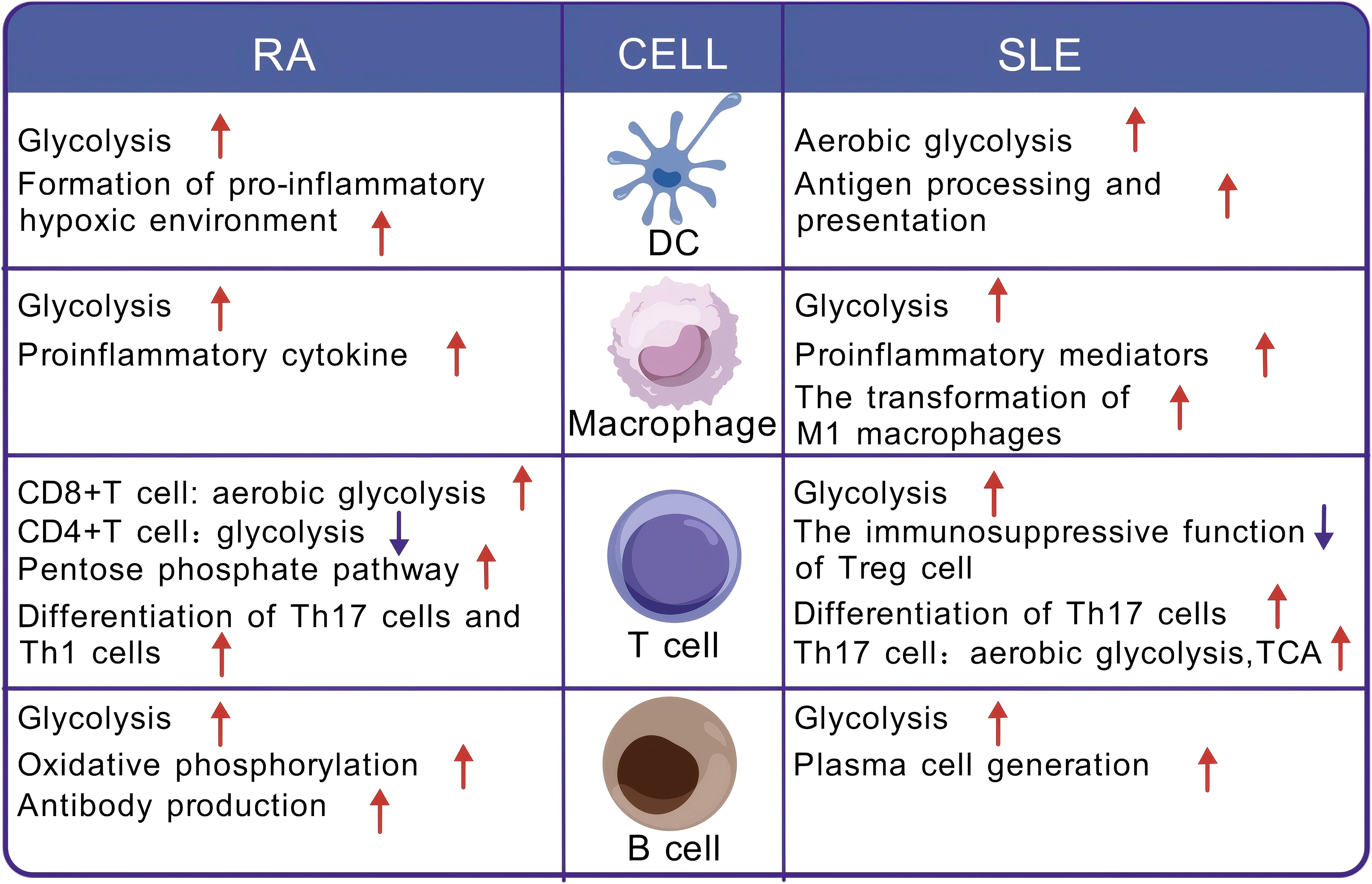 Comparison chart showing metabolic activities in cells for Rheumatoid Arthritis (RA) and Systemic Lupus Erythematosus (SLE). RA includes dendritic cells (DC) with increased glycolysis, macrophages with increased proinflammatory cytokines, T cells with aerobic glycolysis, and B cells with increased antibody production. SLE shows increased aerobic glycolysis and antigen processing in DCs, increased glycolysis in macrophages, T cells with decreased Treg function, and B cells with increased glycolysis. Arrows indicate activity changes.