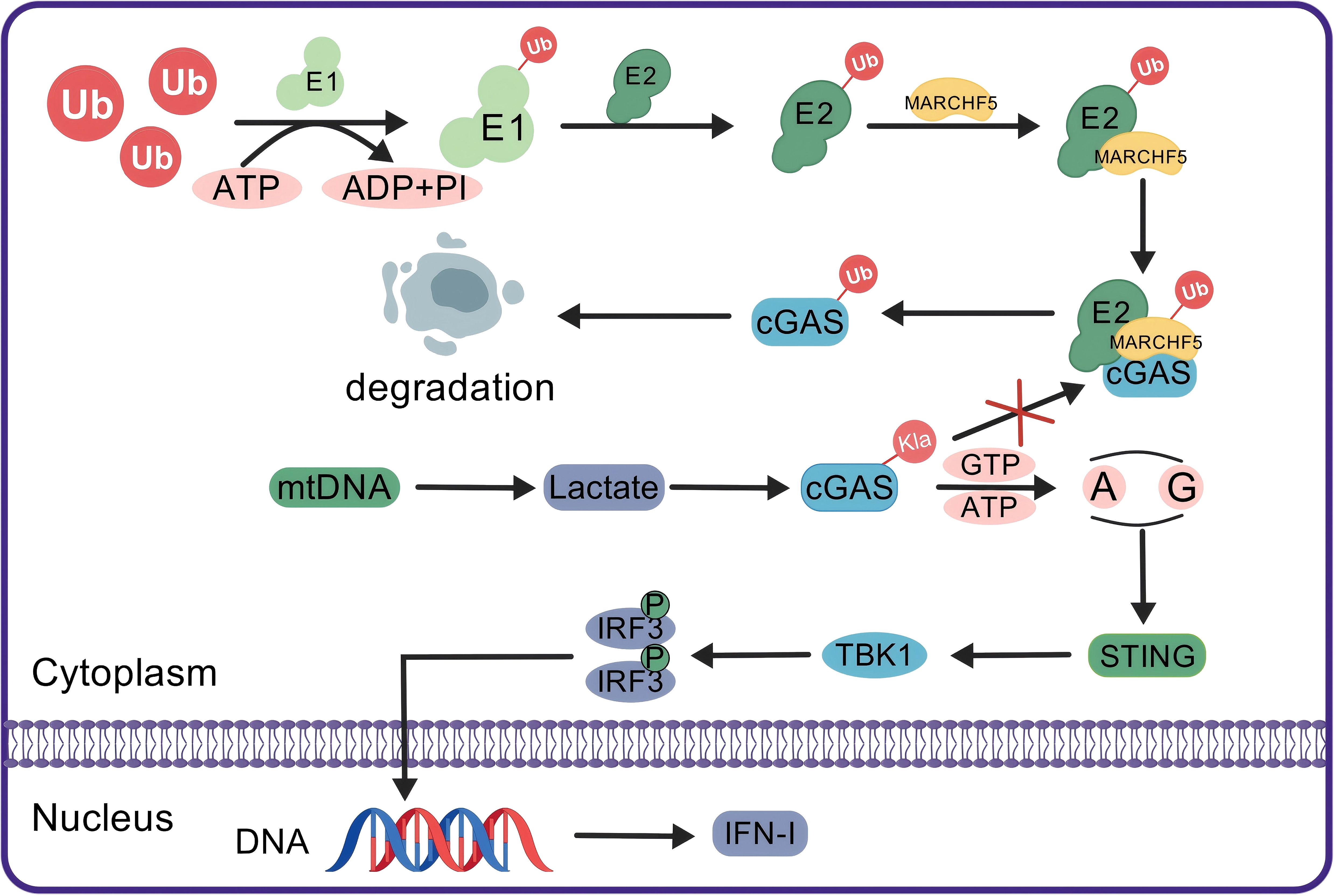 Diagram illustrating the biochemical pathway of ubiquitination and cGAS degradation. Ubiquitin is activated by E1 using ATP, then transferred to E2, and with MARCHF5, marks cGAS for degradation. mtDNA converts to lactate, activating cGAS, blocked by GTP and ATP. cGAS interacts with nucleotides A and G, activating STING, which then activates TBK1 and IRF3, ultimately leading to IFN-I production in the cytoplasm.