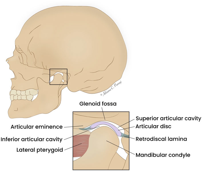 Illustration of a human skull profile with a detailed inset of the temporomandibular joint. Labels include articular eminence, inferior and superior articular cavities, lateral pterygoid, glenoid fossa, articular disc, retrodiscal lamina, and mandibular condyle.