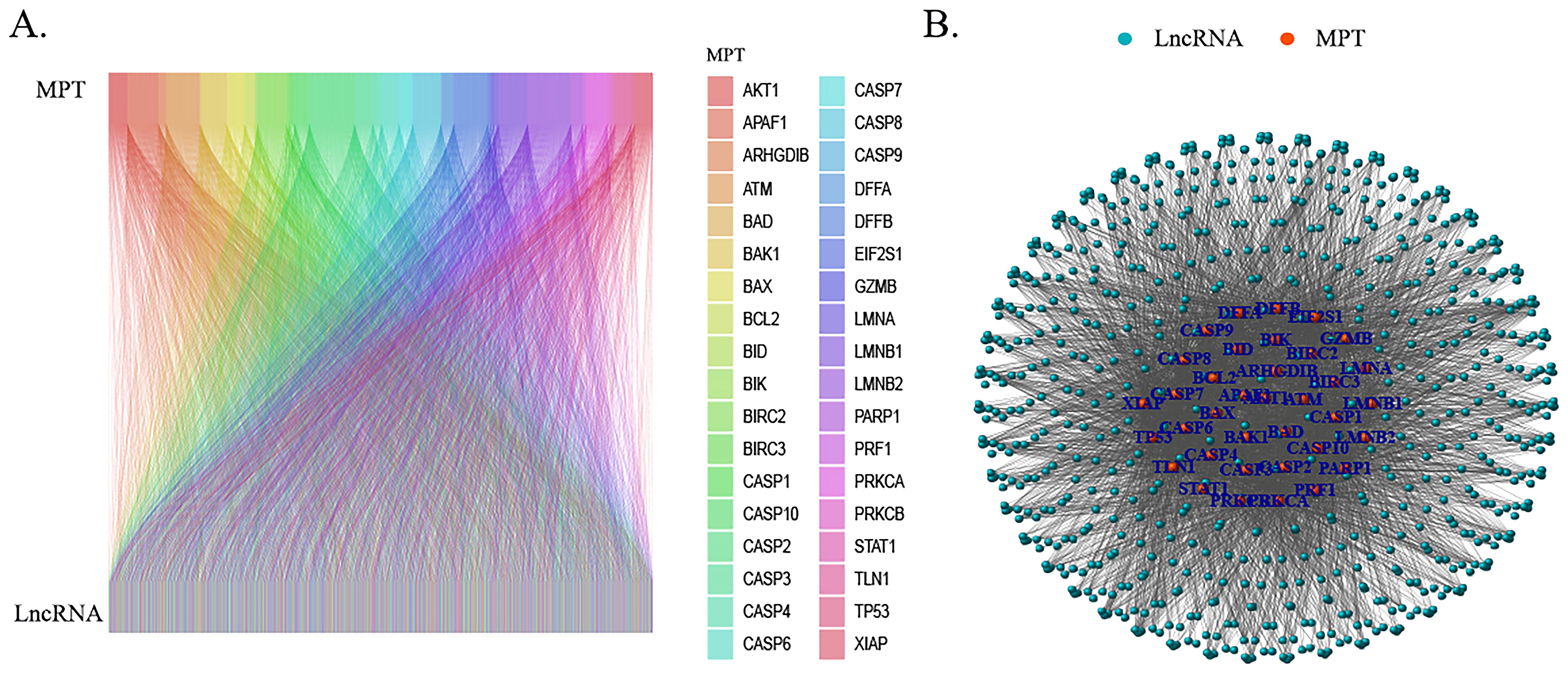 Panel A shows a colorful network diagram connecting MPT genes to LncRNA, with each gene labeled by color. Panel B displays a circular network of blue dots representing LncRNA, with orange dots for MPT genes, interconnected by fine lines. The central genes are labeled in blue.