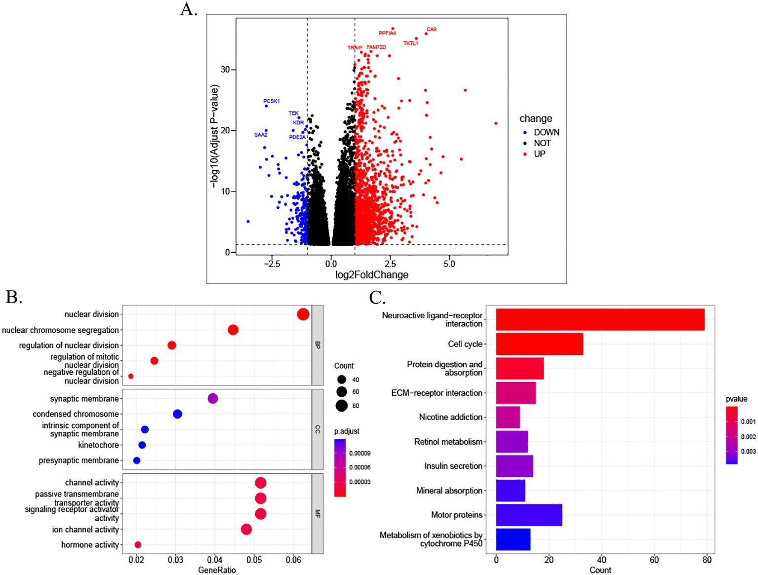 A panel of graphs displaying gene expression analysis. Panel A contains a volcano plot showing log2 fold change versus -log10 adjusted p-value, with points in red, black, and blue indicating upregulated, not changed, and downregulated genes, respectively. Panel B features a dot plot with gene ontology terms on the y-axis and gene ratio on the x-axis, with dot size and color representing count and p-values. Panel C displays a bar chart of pathways, ordered by count, with color gradient depicting p-values.