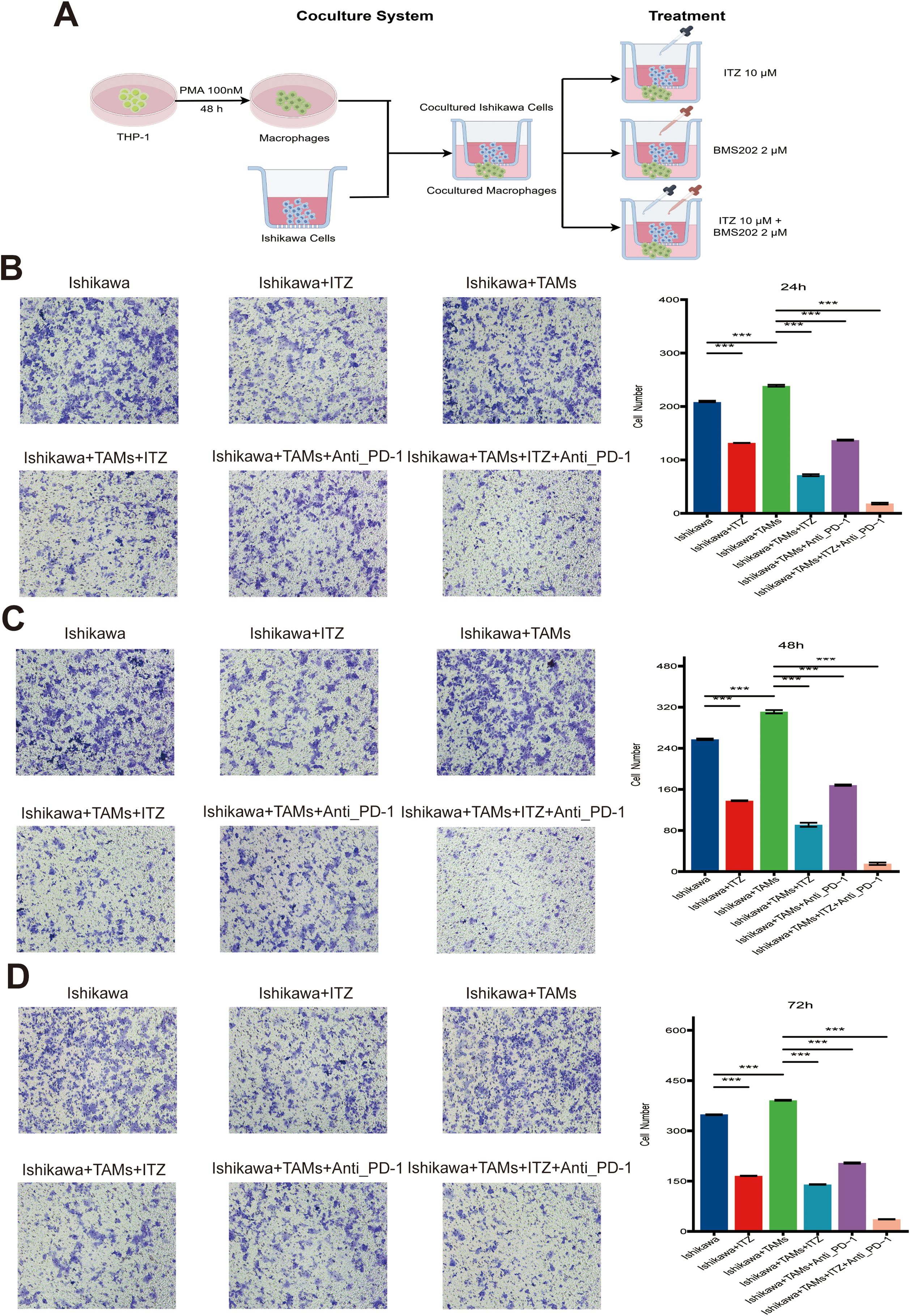 Graphs and images depicting the effects of different concentrations of ITZ on Ishikawa cells. A) Bar charts showing cell viability over 24, 48, and 72 hours. B) Viability with different ITZ concentrations. C) Microscopic images and bar charts of cell proliferation at various time points and concentrations. D) Flow cytometry plots and bar charts depicting early and late apoptosis. Significant differences are marked with asterisks.