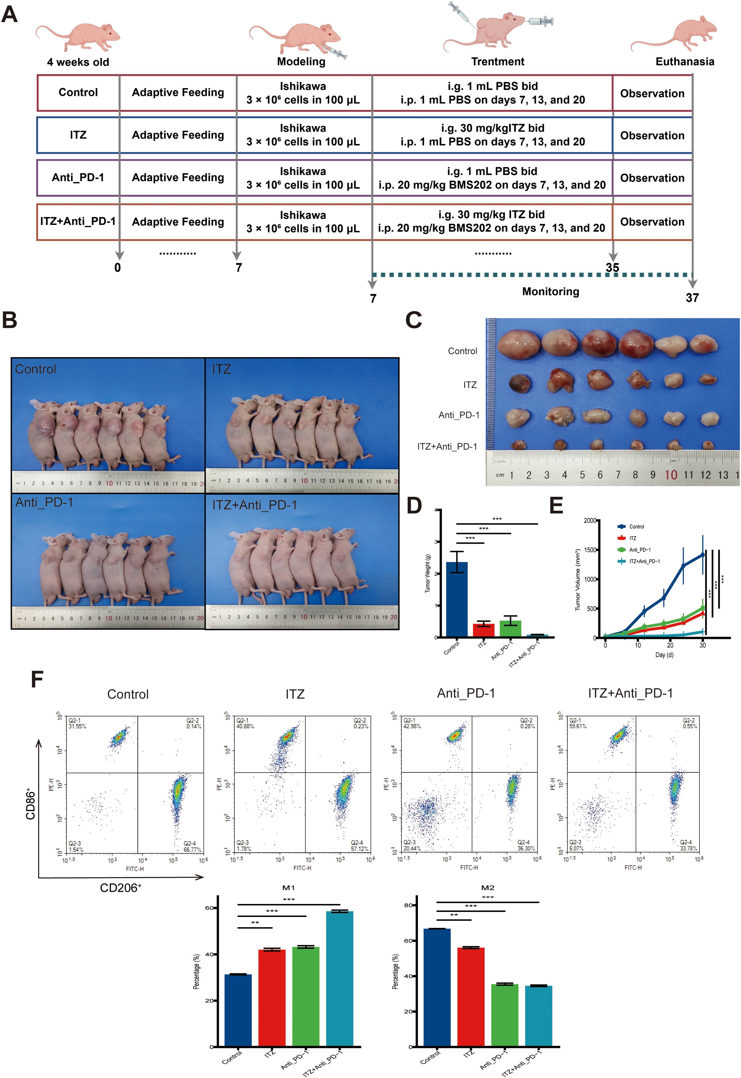 Diagram of a coculture system and treatment with THP-1 derived macrophages and Ishikawa cells under different conditions. Panels B, C, and D show stained cell clusters under six treatment conditions with images of cell invasion assays over time. Bar graphs for 24, 48, and 72 hours display cell numbers, indicating significant differences among treatments with varying efficacy, particularly in presence of ITZ, TAMs, and Anti PD-1. Statistical significance is denoted by asterisks on the graphs.