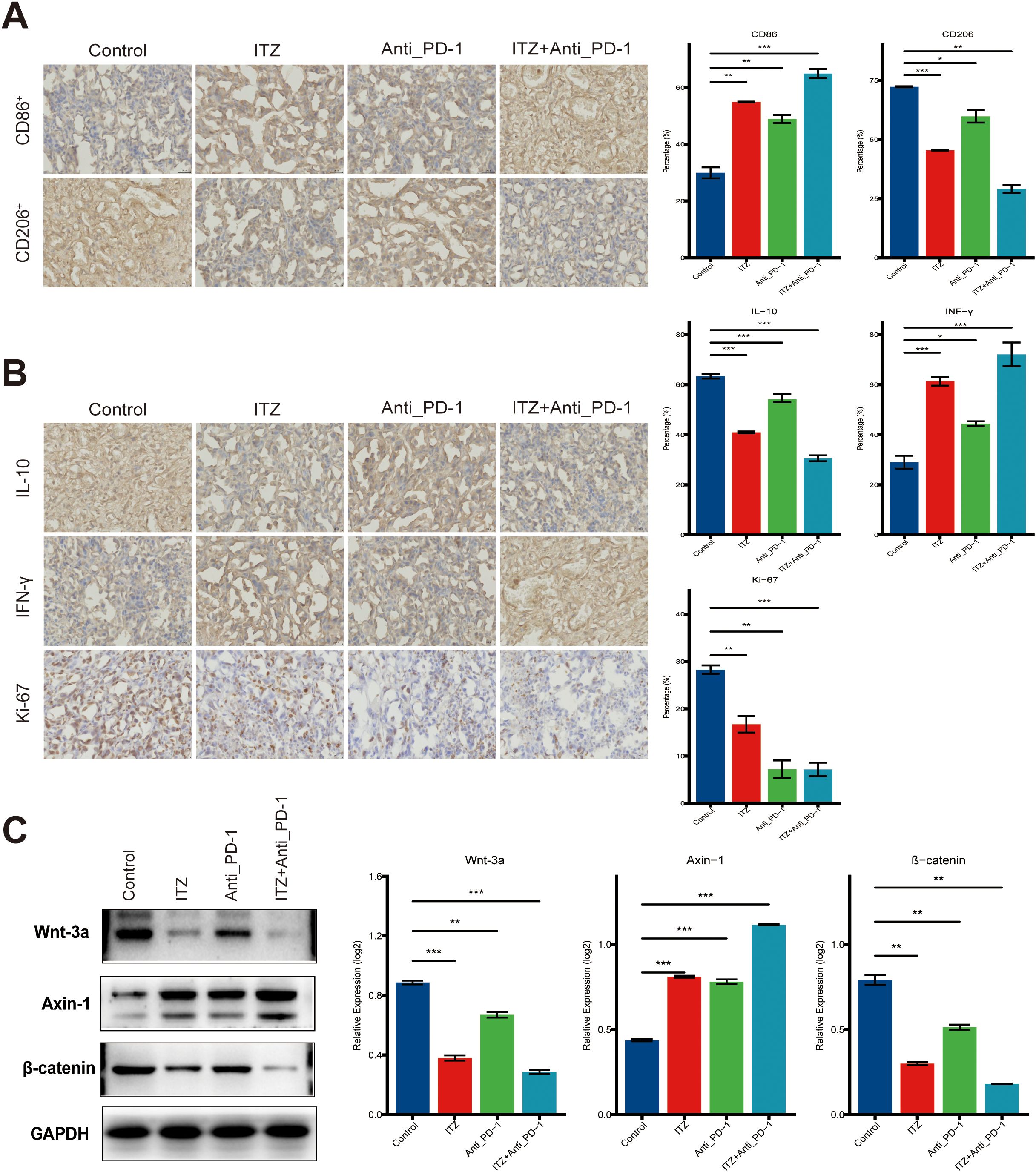 Panels A and B contain immunohistochemistry images showing staining for markers CD86, CD206, IL-10, IFN-γ, and Ki-67 under conditions: Control, ITZ, Anti_PD-1, and ITZ+Anti_PD-1. Graphs display corresponding expression levels with statistical significance indicated. Panel C shows western blot bands for proteins Wnt-3a, Axin-1, β-catenin, and GAPDH, with graphs depicting relative expression levels under the same conditions, including statistical significance.
