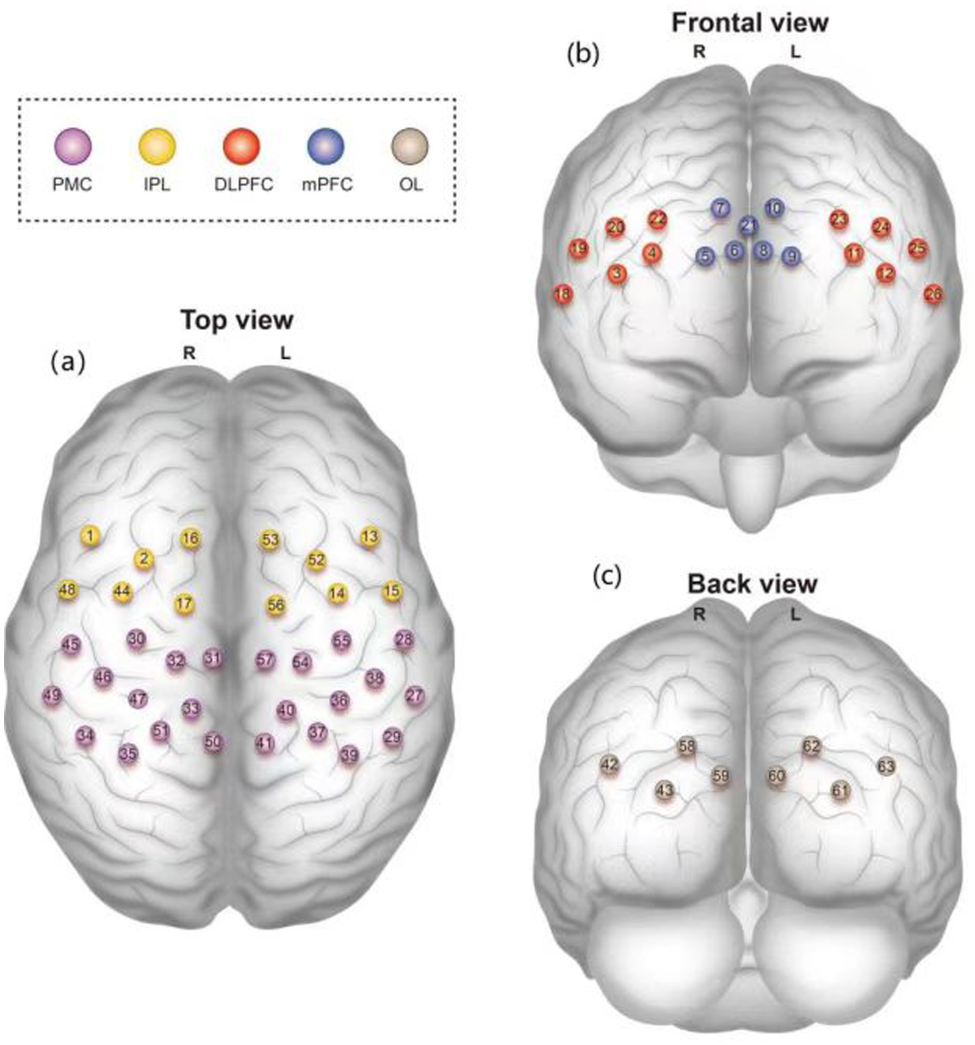 Diagram showing three views of a brain with color-coded regions: PMC (purple), IPL (yellow), DLPFC (red), mPFC (blue), and OL (beige). Views labeled as top, frontal, and back, with numbered areas in each region corresponding to the color key.