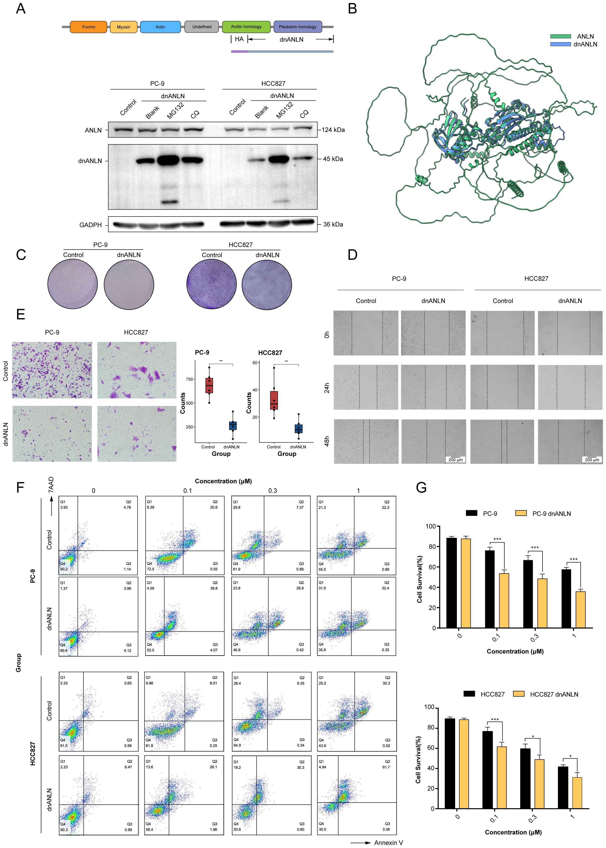 Figures illustrating scientific experiments and results related to ANLN and dnANLN. A: Diagram of protein domains and Western blot showing expression levels in PC-9 and HCC827 cell lines. B: Structural comparison of ANLN and dnANLN proteins. C: Colony formation assay showing differences between control and dnANLN groups. D: Wound healing assay images at 0, 24, and 48 hours for both cell lines under control and dnANLN conditions. E: Transwell migration assay images and box plots comparing groups. F: Flow cytometry plots showing cell populations at various concentrations. G: Bar graphs depicting cell survival percentages at different concentrations for PC-9 and HCC827 cells.