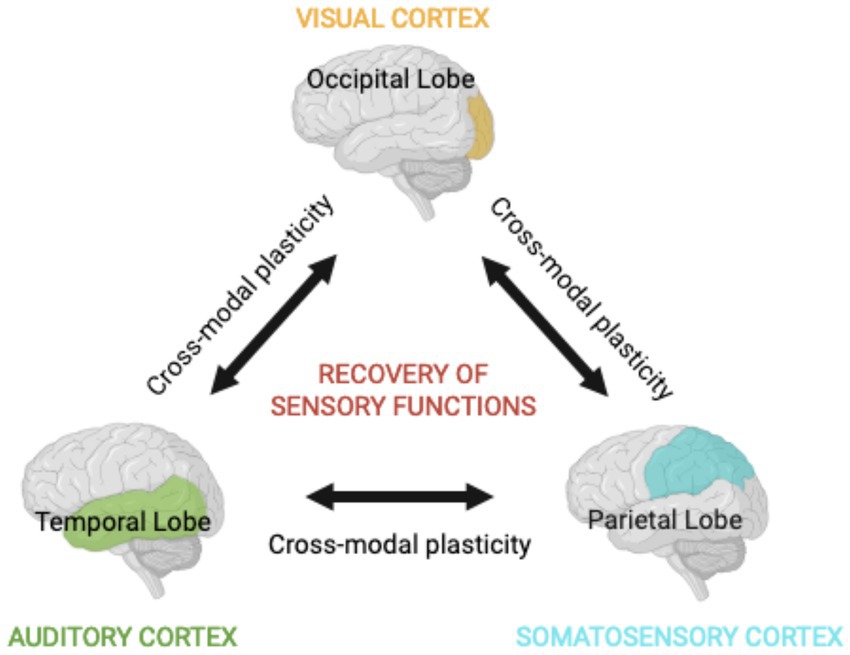 Diagram depicting cross-modal plasticity among the occipital, temporal, and parietal lobes of the brain. The occipital lobe is labeled as part of the visual cortex, the temporal lobe as the auditory cortex, and the parietal lobe as the somatosensory cortex. Arrows indicate recovery of sensory functions aided by cross-modal plasticity between these lobes.