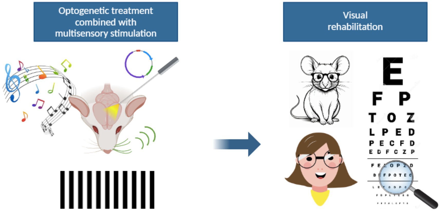 Diagram illustrating optogenetic treatment combined with multisensory stimulation in a mouse with musical notes and light, leading to visual rehabilitation. The process results in improved vision, represented by a mouse and a person viewing an eye chart.