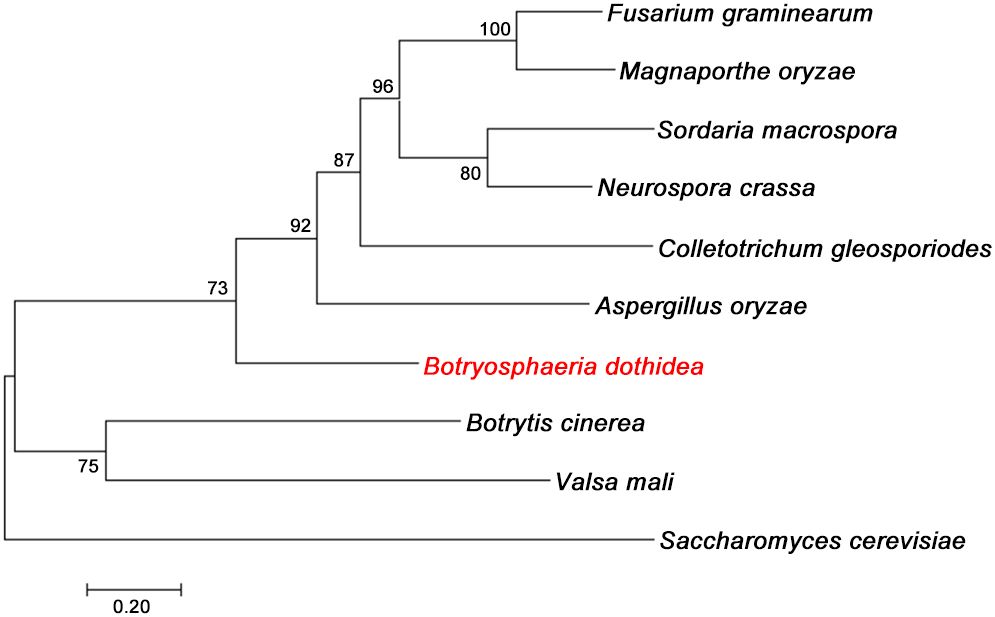 Phylogenetic tree depicting relationships among various fungi species. Fusarium graminearum and Magnaporthe oryzae are closely related, with Botryosphaeria dothidea highlighted in red. Branch confidence values range from seventy-three to one hundred. Scale bar represents genetic distance of 0.20.