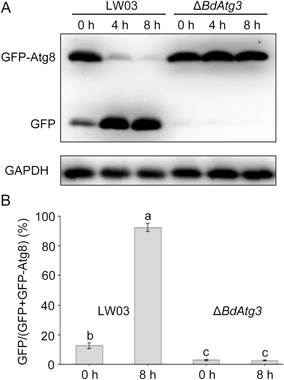 (A) Western blotting results for GFP-Atg8, GFP, and GAPDH across time points 0, 4, and 8 hours for LW03 and ΔBdAtg3 strains. GFP-Atg8 shows consistent bands in LW03, diminishing in ΔBdAtg3. GAPDH serves as a loading control. (B) Bar graph showing GFP/(GFP+GFP-Atg8) percentages with significant increase in LW03 at 8 hours, labeled 'a', compared to 'b' at 0 hours and 'c' at all time points in ΔBdAtg3. Error bars represent standard deviation.