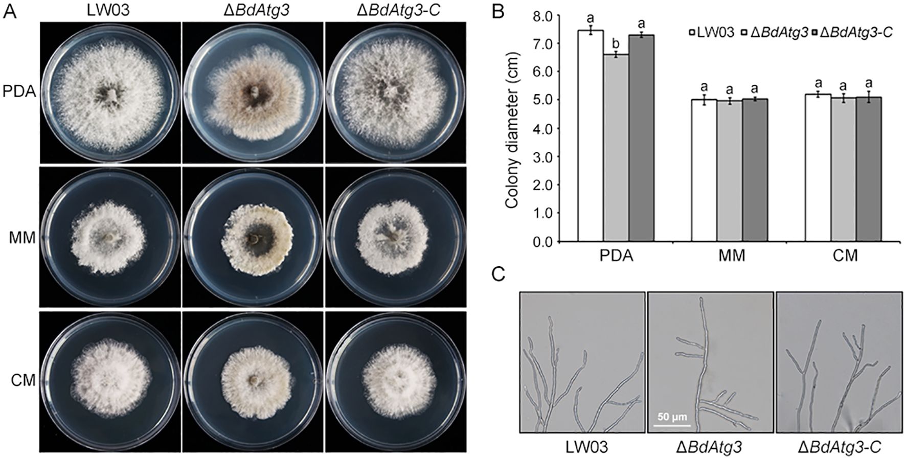 Panel A shows fungal colonies of three strains (LW03, ΔBdAtg3, and ΔBdAtg3-C) on PDA, MM, and CM media. Panel B is a bar graph comparing colony diameters, with LW03 slightly larger on PDA. Panel C displays hyphal structures of the strains with slight morphological variations.