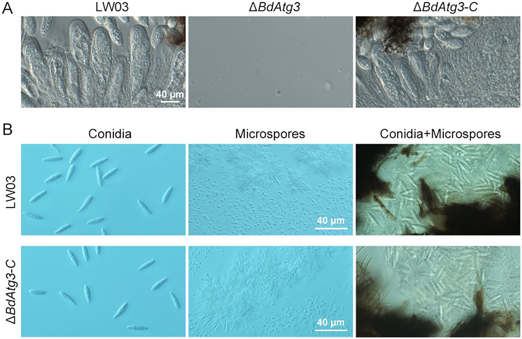 Panel A shows three microscopic images of fungal structures labeled as LW03, ΔBdAtg3, and ΔBdAtg3-C. Panel B displays two rows comparing conidia, microspores, and a mix of the two between LW03 and ΔBdAtg3-C, with each section showing distinct spore shapes and densities. Each image includes a scale bar of forty micrometers.