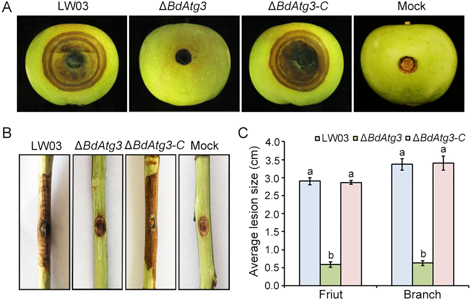 Panel A shows apples with varying lesion sizes. LW03 and ΔBdAtg3-C apples exhibit significant lesions, while ΔBdAtg3 and Mock have smaller ones. Panel B displays branches with similar lesion patterns. Panel C is a bar chart comparing average lesion sizes on fruit and branches across the four treatments, showcasing significant differences among them.