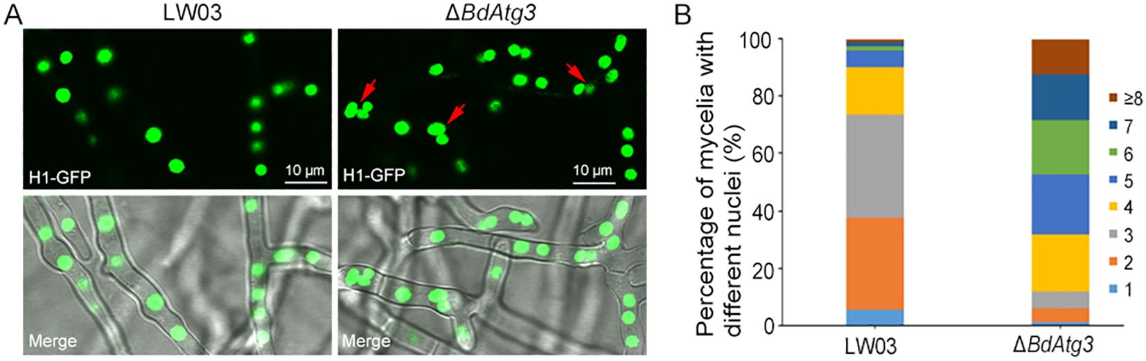 Fluorescent microscopy images and merged images show nuclei in LW03 and ΔBdAtg3 mycelia, highlighting differences with red arrows. A bar chart compares the percentage of mycelia with varied nuclei counts for LW03 and ΔBdAtg3, showing distinct distributions. Scale bars are labeled at 10 micrometers.