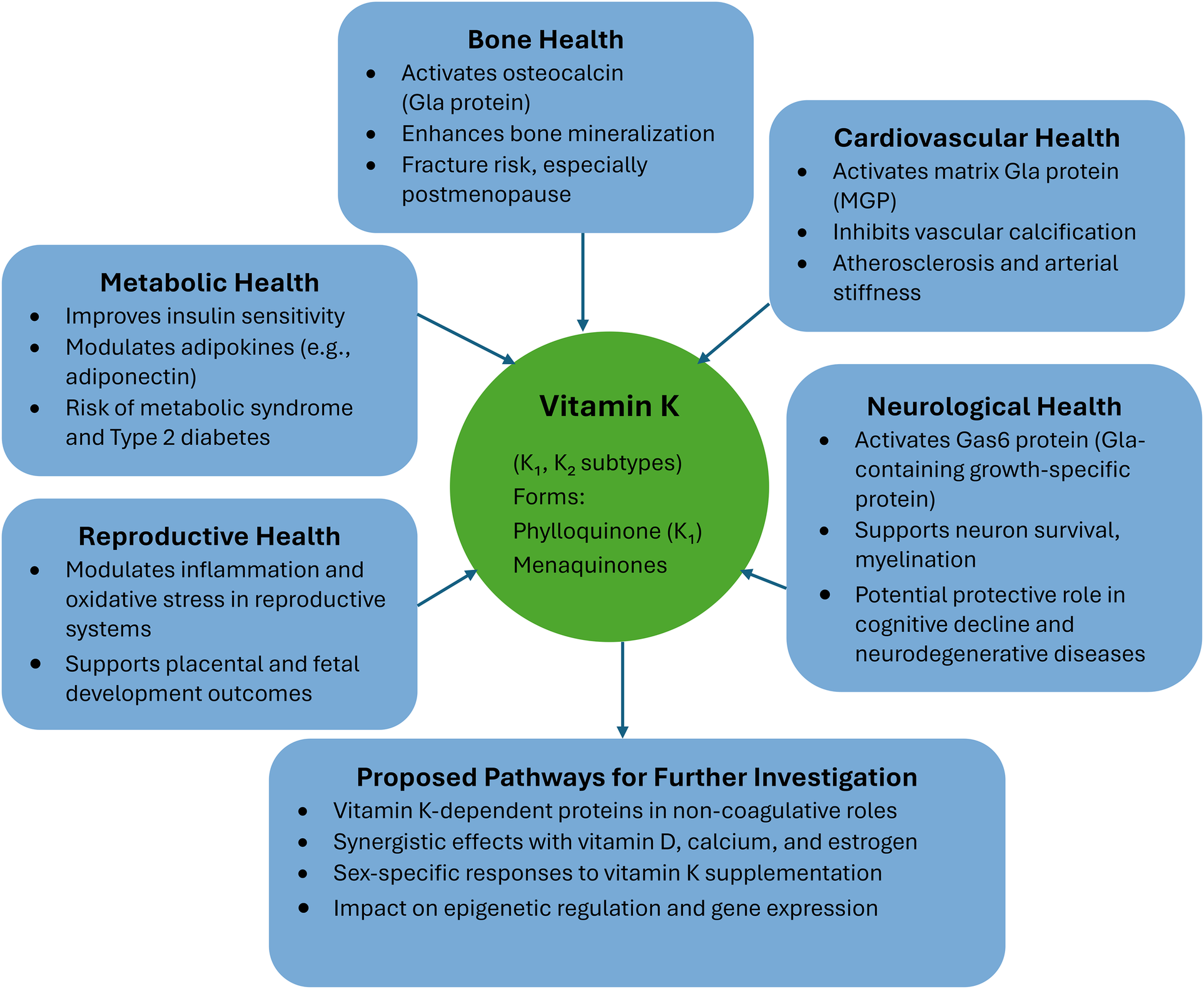 Diagram illustrating the health benefits of Vitamin K, including roles in bone, cardiovascular, metabolic, neurological, and reproductive health. It highlights proposed pathways for further investigation, like non-coagulative roles of Vitamin K-dependent proteins and synergistic effects with vitamin D, calcium, and estrogen.
