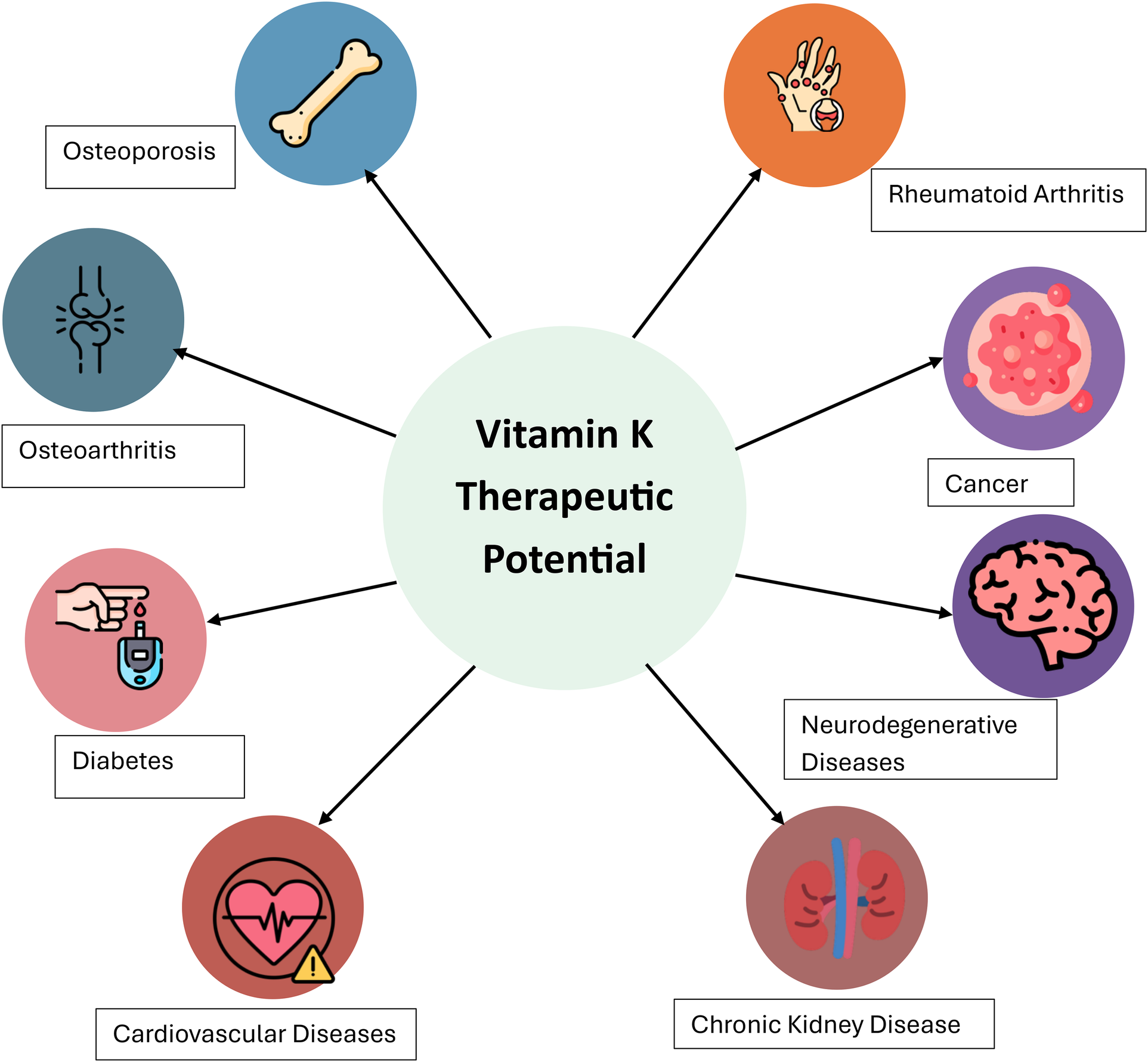 Diagram showing VK2 therapeutic potential connected to eight diseases: osteoarthritis, rheumatoid arthritis, cardiovascular disease, chronic kidney disease, cancer, neurodegenerative disease, diabetes, and osteoporosis. Each disease is in a differently colored oval, linked by arrows to a central red rectangle labeled \"VK2 Therapeutic Potential.\"