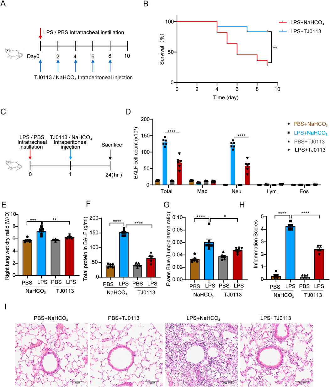 Schematic diagrams and graphs illustrate an experimental study. Panel A shows the timeline of LPS/PBS intratracheal instillation and TJ0113/NaHCO₃ injections. Panel B presents a survival curve comparing LPS+NaHCO₃ and LPS+TJ0113 treatments. Panel C depicts the experimental design for sample collection. Panel D features a bar graph of BALF cell counts for different conditions. Panels E-H show bar graphs for lung wet-to-dry ratio, total protein in BALF, Evans Blue lung-plasma ratio, and inflammation scores, respectively. Panel I displays histological images of lung tissues under various treatments. Statistical significance is indicated.