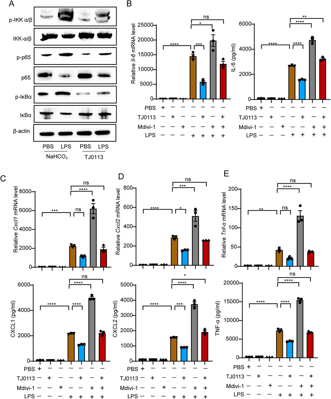 Western blot and bar graphs showing the effects of different treatments on protein expression and mRNA levels. Panel A presents Western blot results for proteins: p-IKK α/β, IKK-α/β, p-p65, p65, p-IκBα, IκBα, and β-actin under PBS and LPS conditions with and without NaHCO₃ and TJ0113. Panels B-E show bar graphs of mRNA and protein levels of IL-6, CXCL1, CXCL2, and TNF-α with PBS, TJ0113, Mdivi-1, and LPS treatments. Statistical significance is denoted by symbols: ns (not significant), *, **, ***, and ****, indicating increasing levels of significance.
