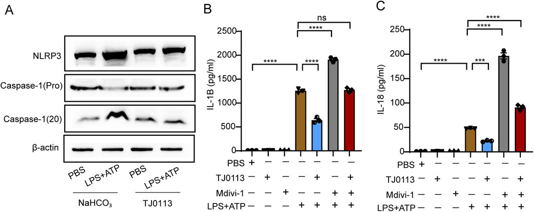 Western blot and bar graphs illustrate the effects of NaHCO₃ and TJ0113 on protein expression and cytokine levels. Panel A shows NLRP3, Pro-caspase-1, Caspase-1, and β-actin expression under different conditions. Panels B and C present IL-1B and IL-18 concentrations, respectively, with statistical significance indicated. Treatment variables include PBS, LPS+ATP, TJ0113, and Mdivi-1.
