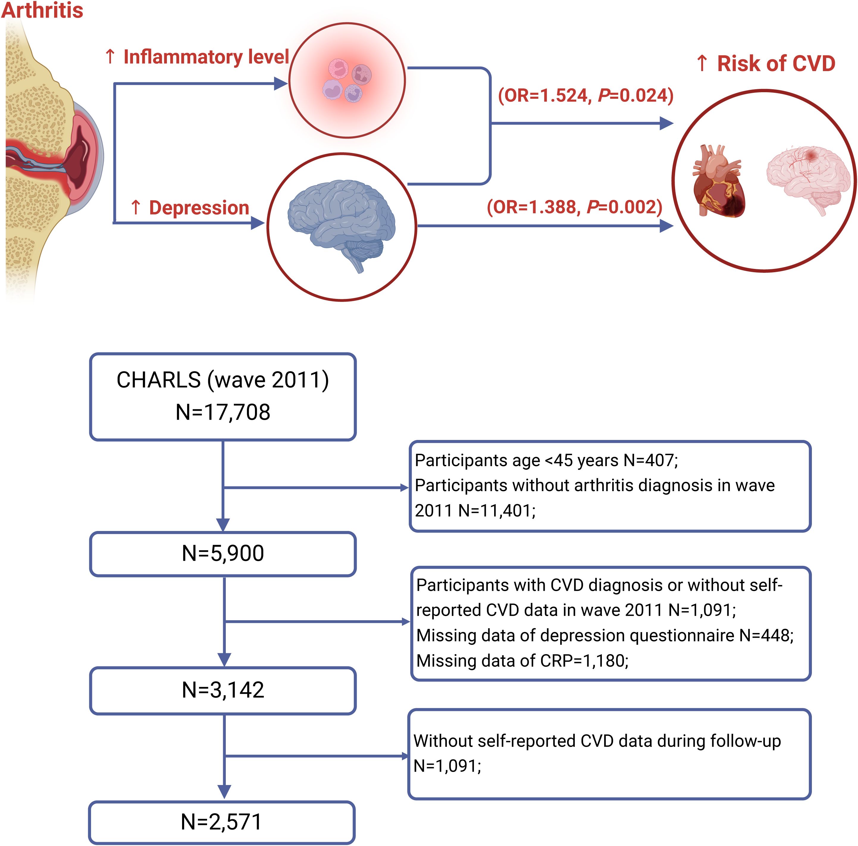 Flowchart illustrating the link between arthritis, inflammation, depression, and cardiovascular disease (CVD) risk. Arthritis raises inflammatory levels and depression, increasing CVD risk (OR=1.524, P=0.024; OR=1.388, P=0.002). The CHARLS 2011 dataset starts with 17,708 participants. After exclusions for age, arthritis diagnosis, CVD data, and missing data, 2,571 participants remain.