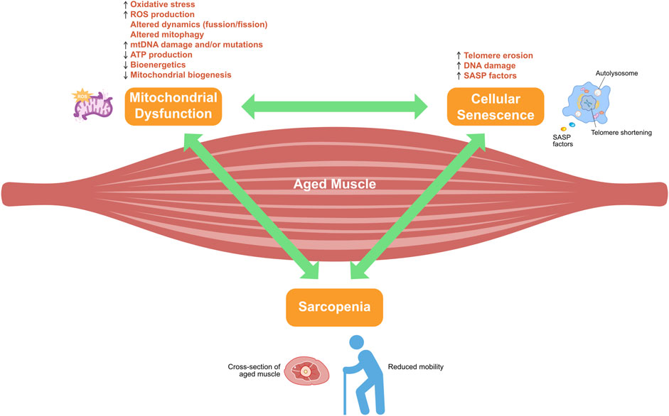 Diagram illustrating the relationship between mitochondrial dysfunction, cellular senescence, and sarcopenia in aged muscle. Arrows indicate interactions among these factors. Mitochondrial dysfunction involves oxidative stress, ROS production, altered dynamics, mitophagy, ATP production, and biogenesis. Cellular senescence includes telomere erosion, DNA damage, and SASP factors. Aged muscle is shown between these factors, leading to sarcopenia, characterized by a cross-section of muscle and reduced mobility symbolized by a figure using a cane.