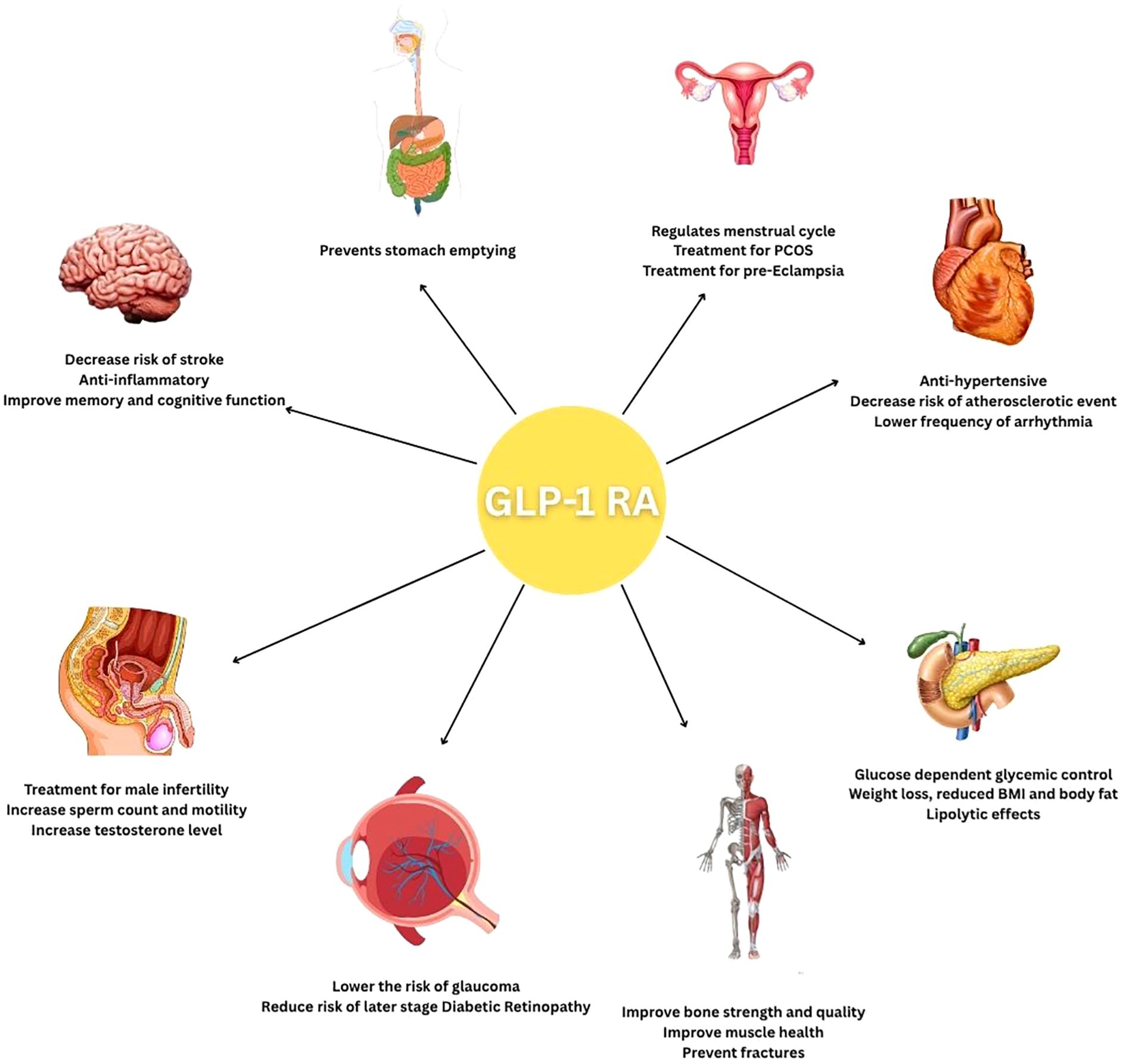 Diagram illustrating the benefits of GLP-1 receptor agonists (GLP-1 RA) on various body systems. It includes effects on the brain, stomach, reproductive organs, heart, pancreas, bones, eyes, and male reproductive system. Benefits include improving memory, preventing stomach emptying, regulating menstrual cycles, reducing stroke risk, controlling glycemic levels, enhancing bone strength, lowering glaucoma risk, and treating male infertility.
