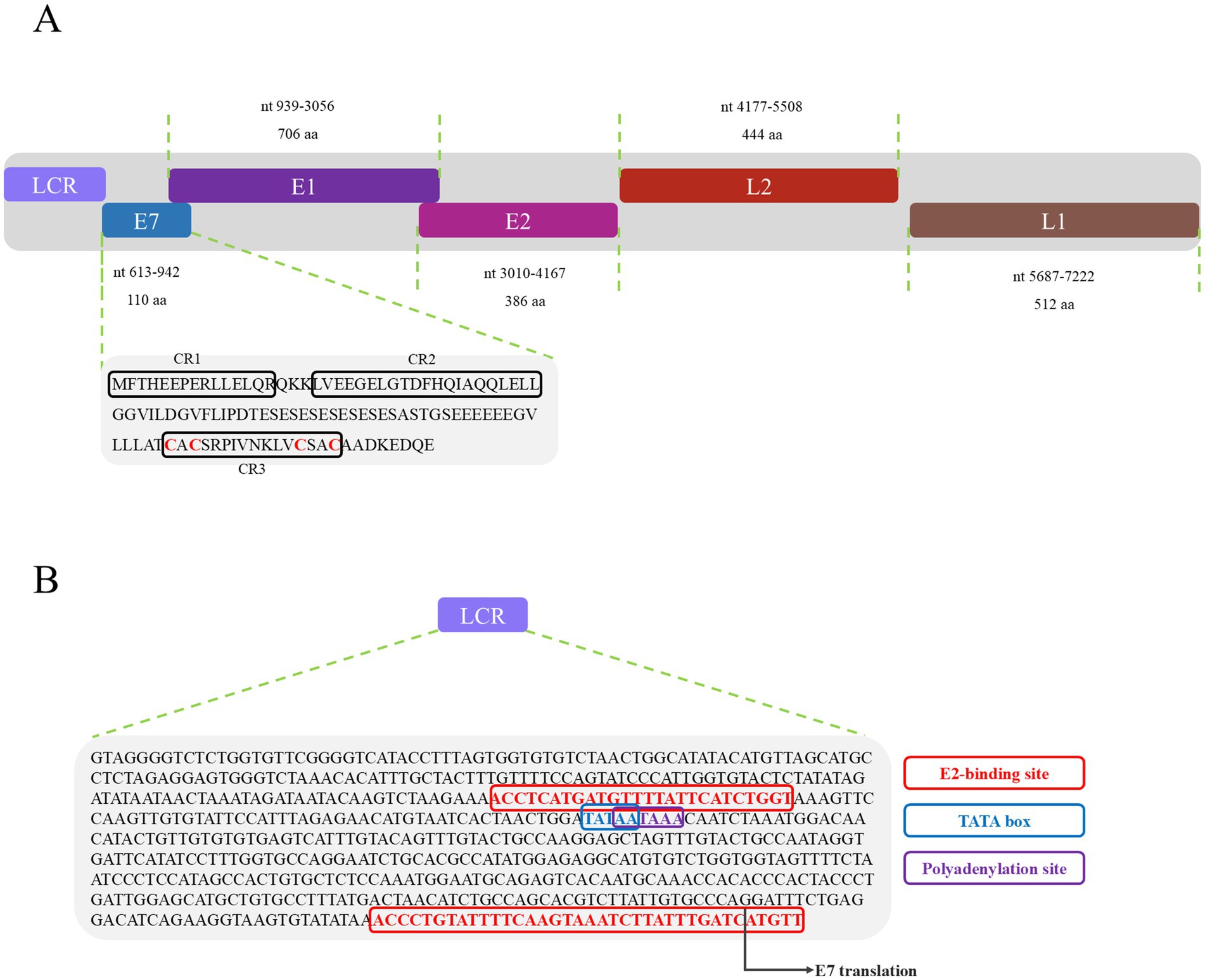Diagram illustrating genomic organization and regulatory elements of HPV16. Panel A shows labeled regions LCR, E1, E2, E7, L2, and L1 with nucleotide and amino acid lengths. E7 features highlighted CR1, CR2, and CR3 sections. Panel B expands LCR to show DNA sequence with marked E2-binding sites, TATA box, and polyadenylation site.