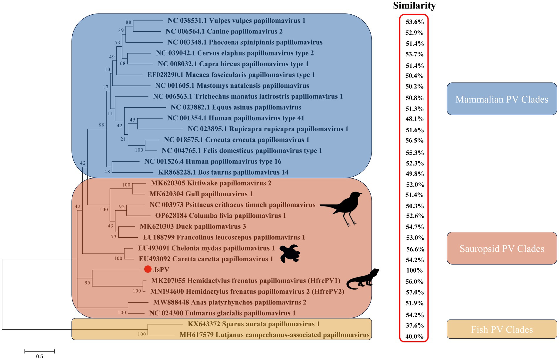 Phylogenetic tree showing papillomavirus clades for mammals, sauropsids, and fish, with similarity percentages listed. Mammalian clades are in blue, sauropsid clades in red, and fish clades in yellow. Silhouettes represent animals in each group.