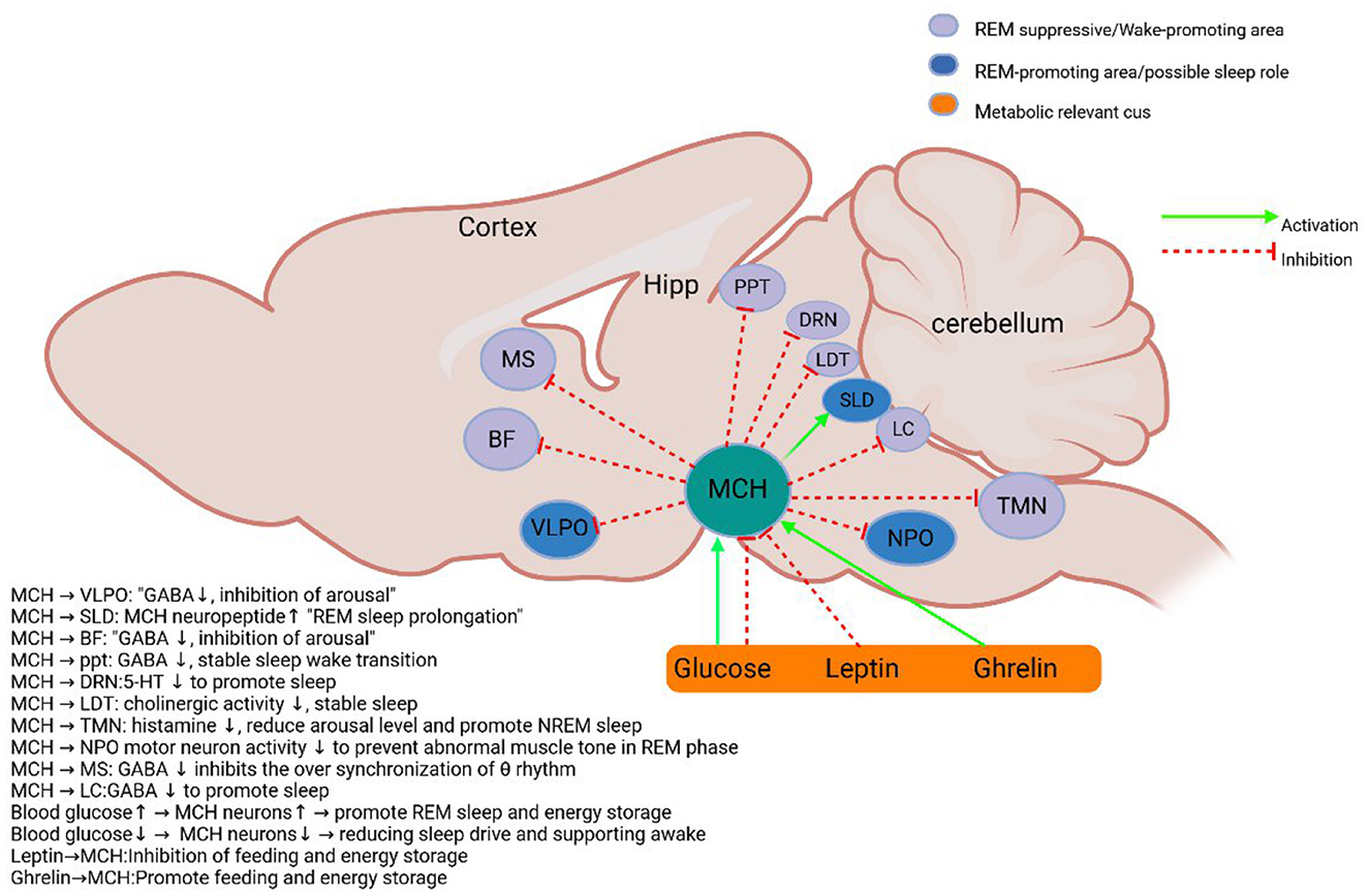 Diagram illustrating the interactions in brain regions and hormones related to sleep and metabolism. Areas are color-coded: REM suppressive and wake-promoting (purple), REM-promoting (blue), and metabolic cues (orange). MCH (green) is connected through activation (green arrows) and inhibition (red dashed lines) to regions like TMN, LC, and VLPO. Text descriptions detail specific functions and interactions, such as MCH inhibiting arousal and promoting sleep. Hormones glucose, leptin, and ghrelin relate to MCH for energy and feeding regulation.