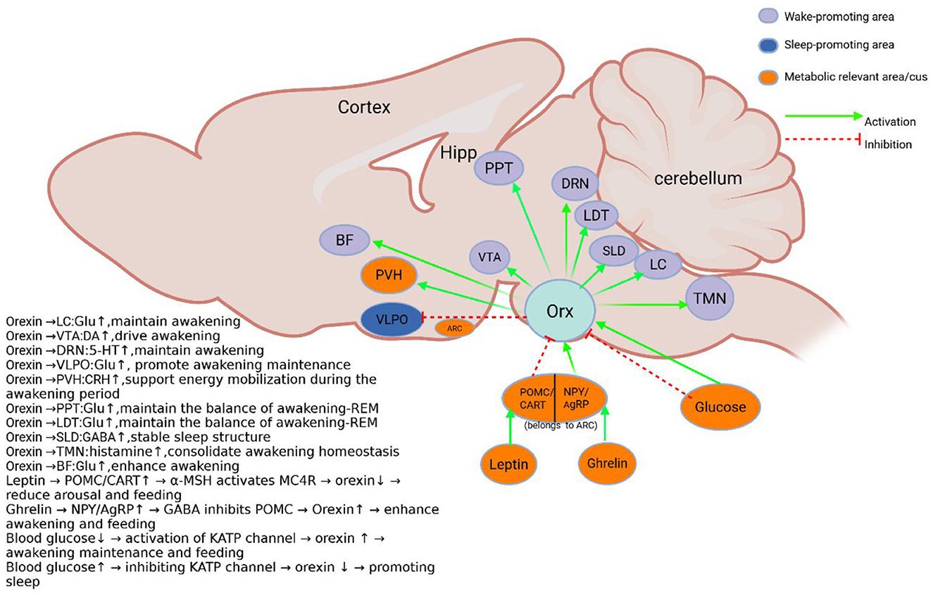 Diagram of brain regions involved in sleep-wake regulation and metabolism. It shows interconnected areas labeled as wake-promoting, sleep-promoting, and metabolically relevant, with orexin (Orx) as a central node. Activation pathways are indicated with green arrows, while inhibition is shown with red dashed lines. Elements like leptin, ghrelin, and glucose are also represented, highlighting their roles in sleep and metabolism regulation.