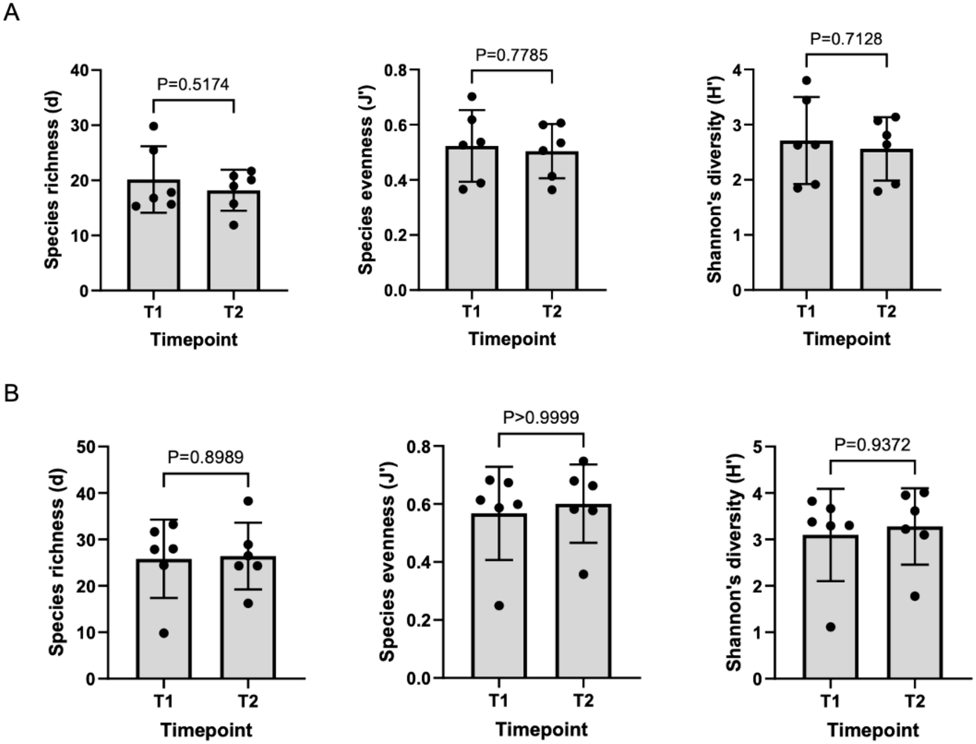 Bar graphs comparing species richness, evenness, and Shannon's diversity between two timepoints, T1 and T2, in panels A and B. Panel A shows species richness (P=0.5174), evenness (P=0.7785), and diversity (P=0.7128). Panel B displays similar metrics with P-values of 0.8989, >0.9999, and 0.9372 respectively, indicating no significant differences across timepoints. Error bars represent variability.