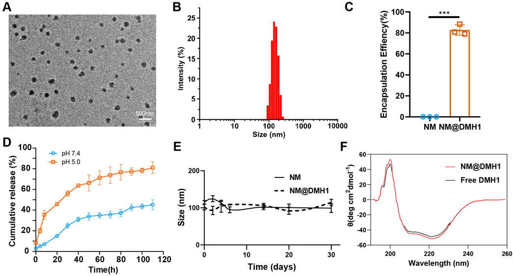 Panel A shows a transmission electron microscope image of nanoparticles, with a scale bar of 500 nanometers. Panel B is a histogram depicting nanoparticle size distribution, peaking around 100 nanometers. Panel C illustrates encapsulation efficiency, with NM@DMH1 showing a significantly higher efficiency than NM alone. Panel D presents a graph of cumulative drug release over time, comparing pH 7.4 and pH 5.0, with higher release at pH 5.0. Panel E shows size stability over 30 days for NM and NM@DMH1. Panel F compares circular dichroism spectra, displaying differences between NM@DMH1 and free DMH1.