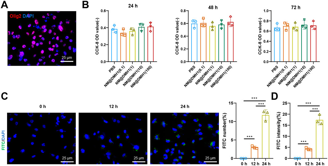 Panel A shows a fluorescent microscopy image of cells stained with Olig2 (red) and DAPI (blue), scale bar 25 micrometers. Panel B contains bar graphs for CCK-8 OD values at 24, 48, and 72 hours for different treatments, showcasing slight variations across time points. Panel C presents fluorescence images of cells at 0, 12, and 24 hours stained with FITC (green) and DAPI (blue), each with a 25 micrometer scale bar. Panel D displays bar graphs for FITC number and intensity percentages, significantly increasing from 0 to 24 hours.