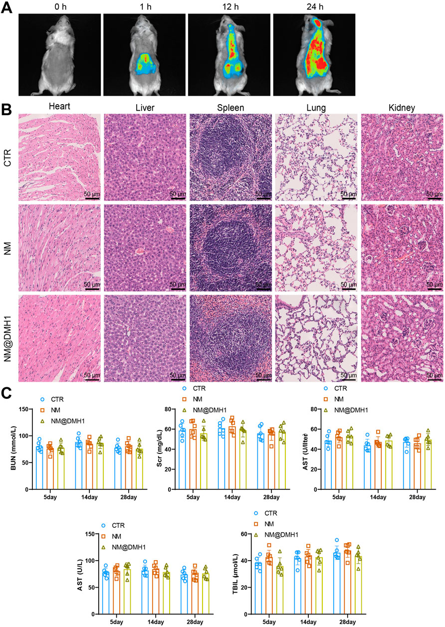 Panel A shows a sequence of mouse scans at 0, 1, 12, and 24 hours, highlighting tissue activity using color gradients. Panel B displays histological images of heart, liver, spleen, lung, and kidney tissue under CTR, NM, and NM@DMH1 conditions, with detail shown at 50-micrometer scale. Panel C presents bar graphs comparing BUN, Scr, AST, and TBL levels over 5, 14, and 28 days across CTR, NM, and NM@DMH1 treatments.