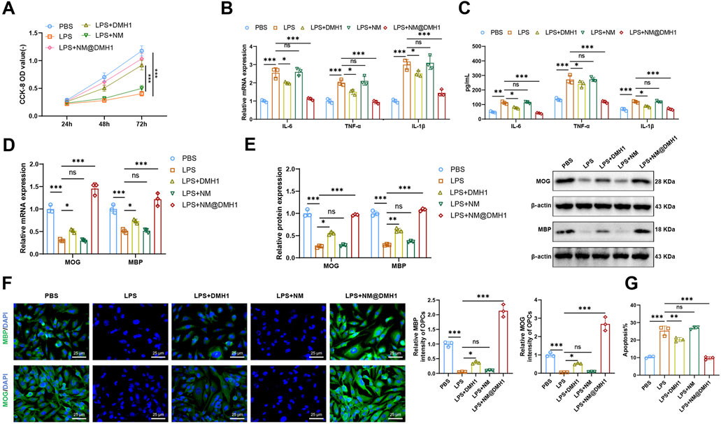 Graphs and images display the effects of different treatments (PBS, LPS, LPS+DMH1, LPS+NM, LPS+NM@DMH1) on various cellular responses. Panel A shows CCK-8 assay results. B and C illustrate mRNA and cytokine expression levels, respectively. D and E show relative mRNA and protein expressions, confirmed by Western blotting. F presents immunofluorescence staining of MBP and MOG with quantification. G depicts apoptosis levels. Significant differences are indicated by asterisks, and error bars represent standard deviation.